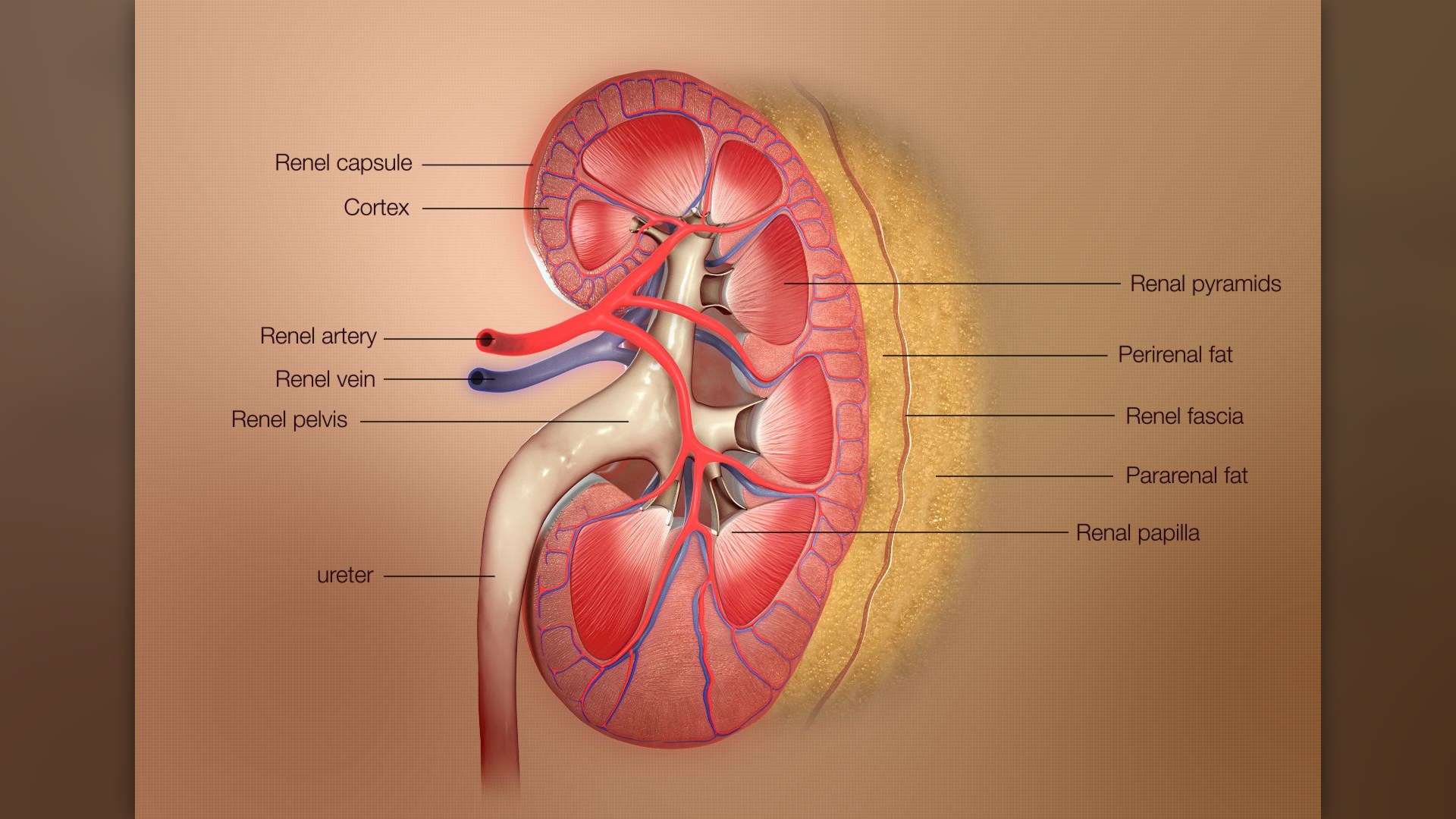 15. Kidney Load For Specific Conditions