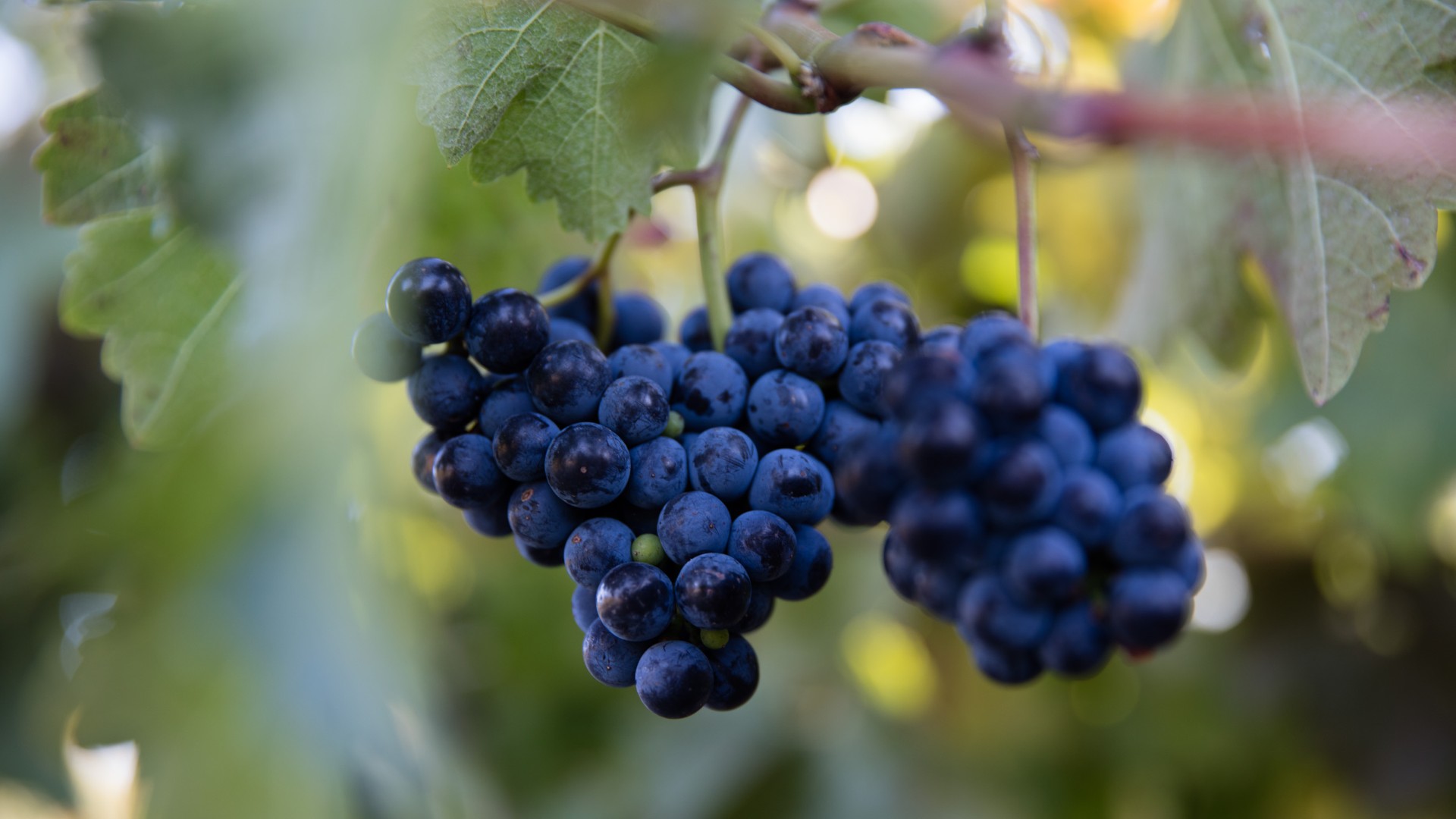 6. Dark Grapes & Tart Cherries