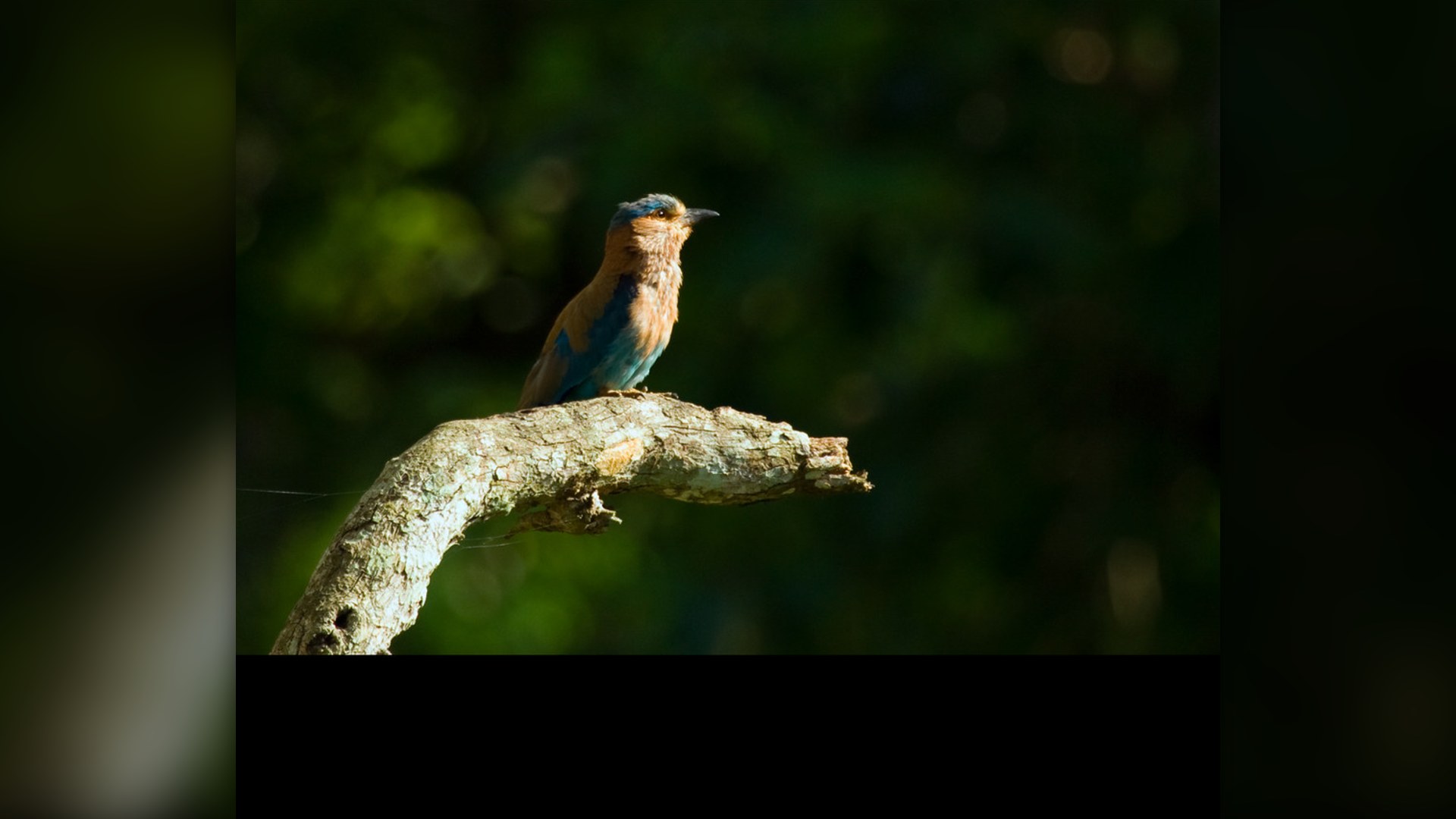 Blue Jay perched on branch.