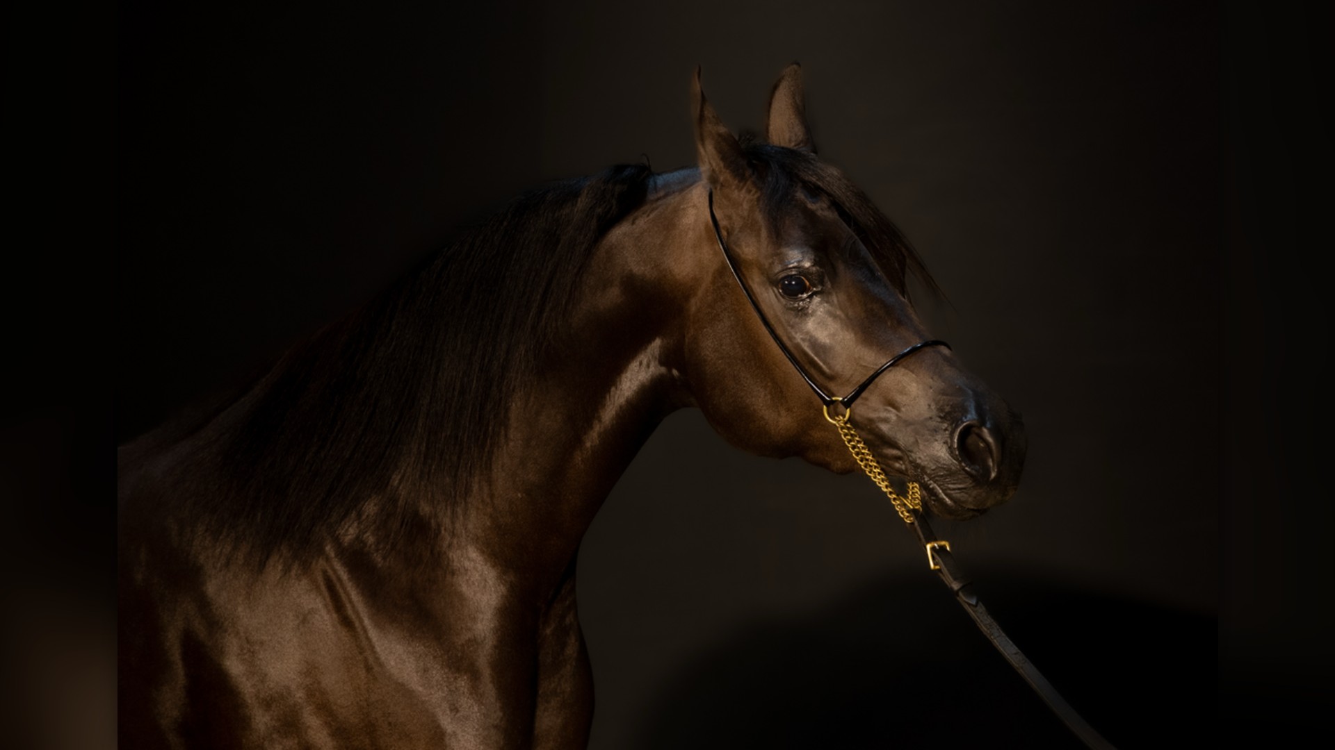 1. Arabian Horse