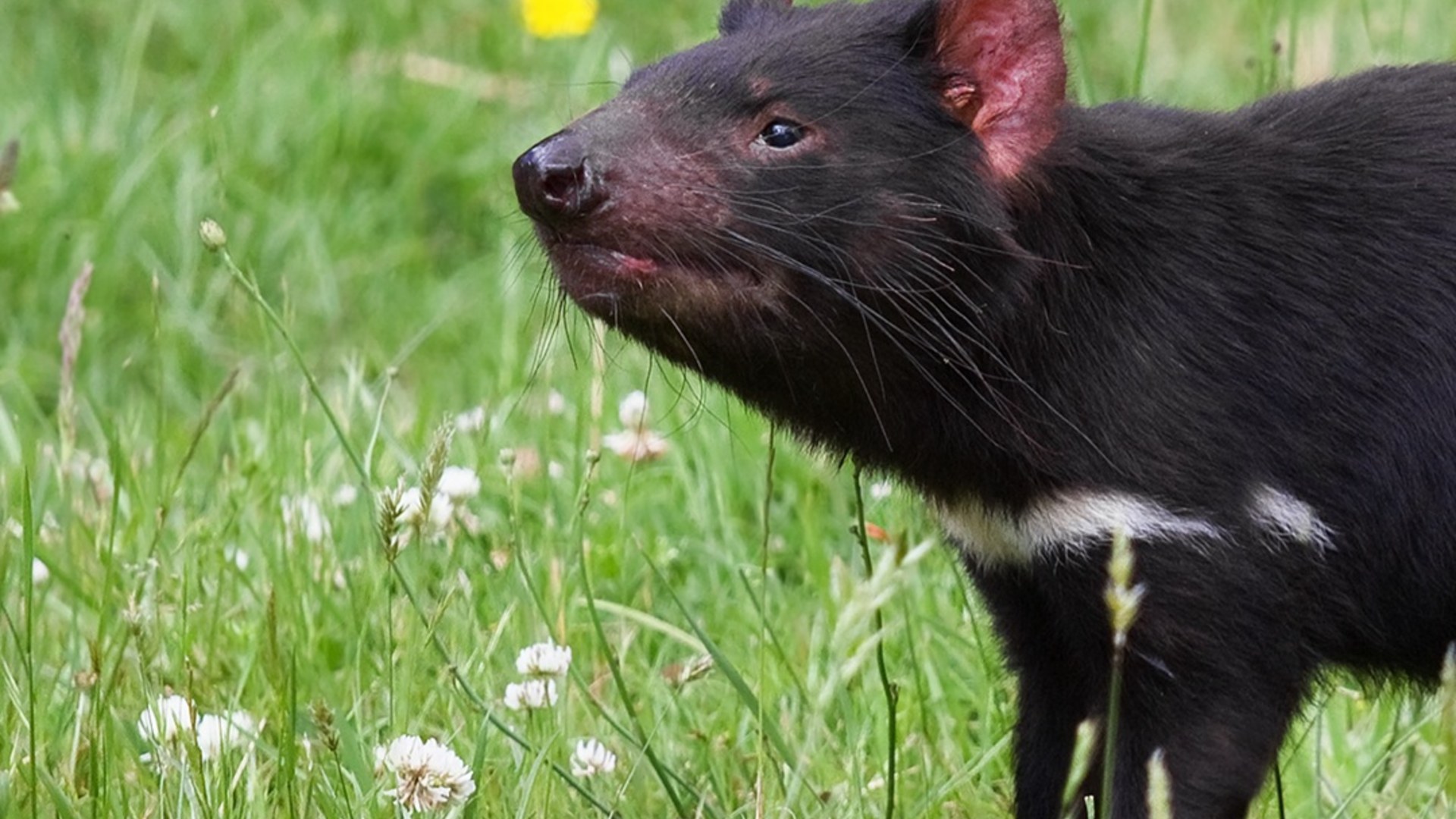 Tasmanian devil prowling in natural woodland habitat