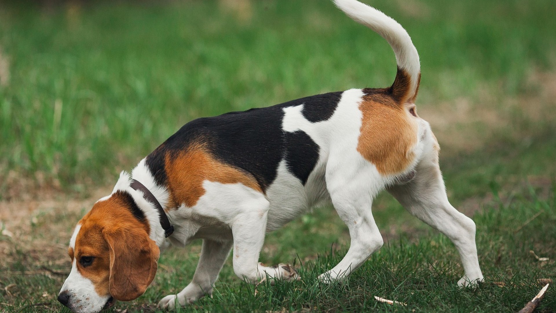 Landscape photograph of an alert Beagle dog scenting in the field