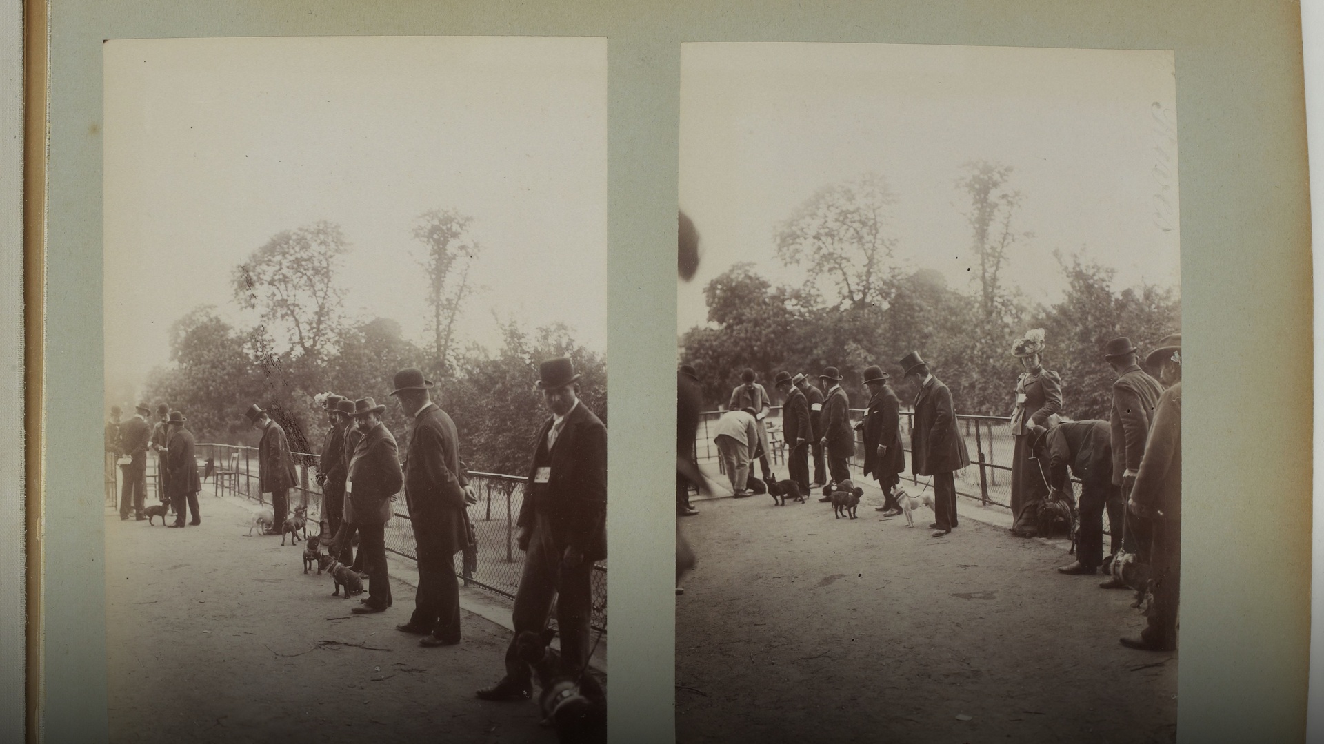 Vintage historical photograph of an early French bulldog at an exhibition.