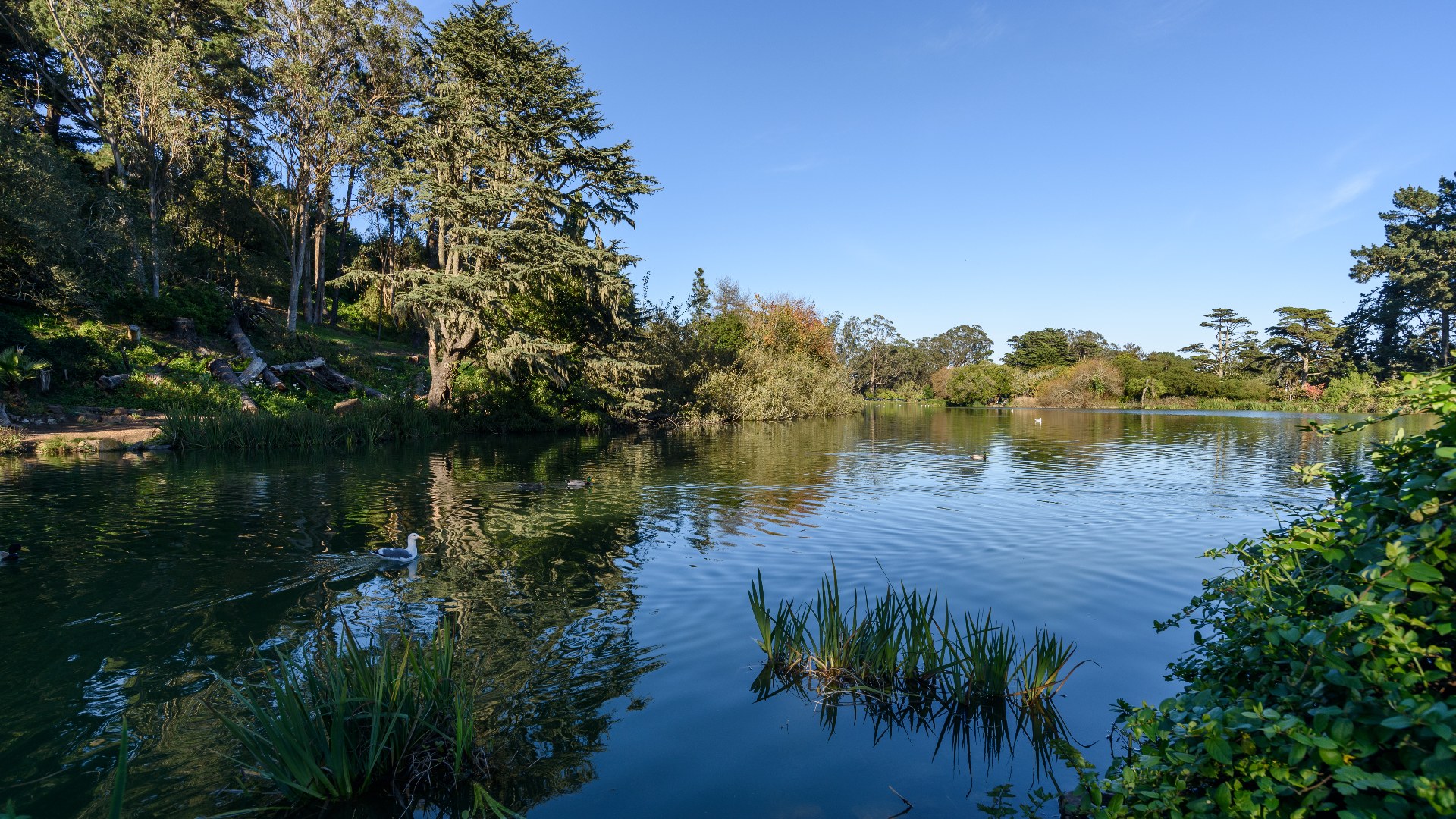 Trees and lake at Golden Gate Park in San Francisco, California.