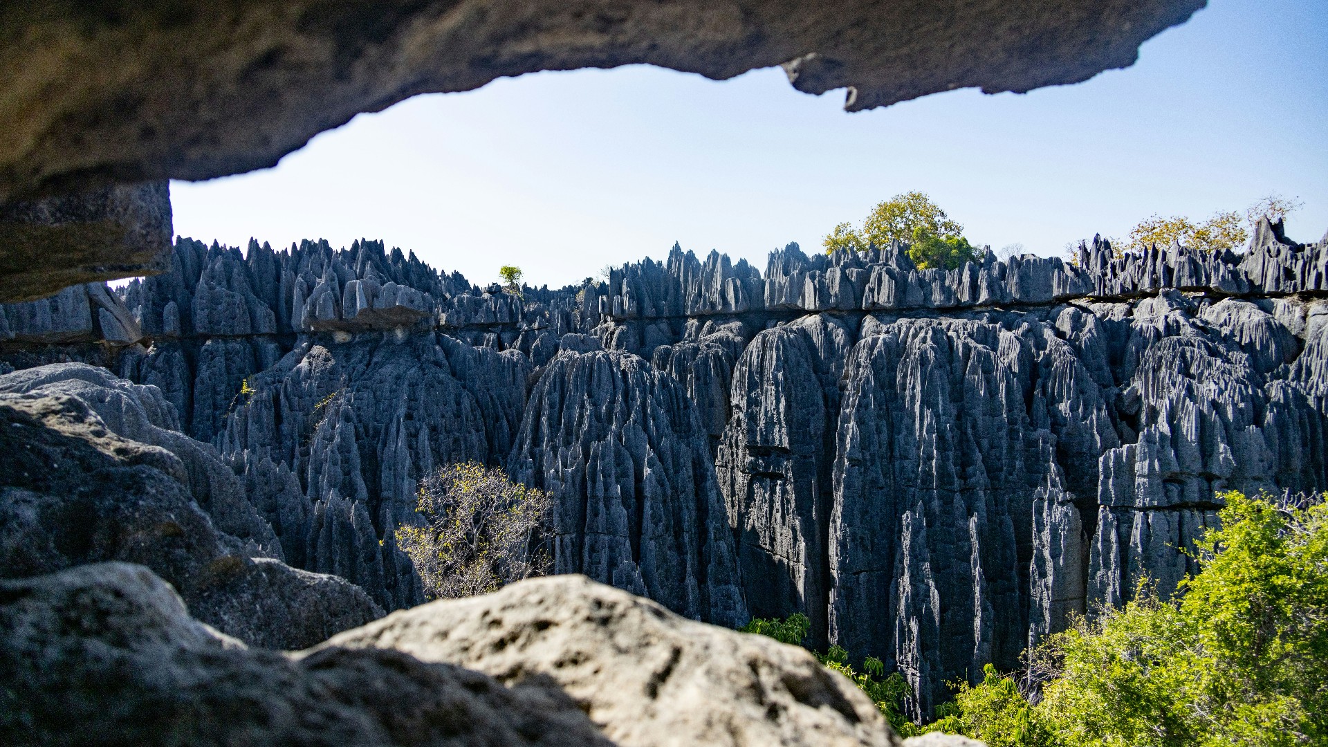 Jagged grey karst limestone pinnacles of the Tsingy de Bemaraha stone forest in Madagascar.