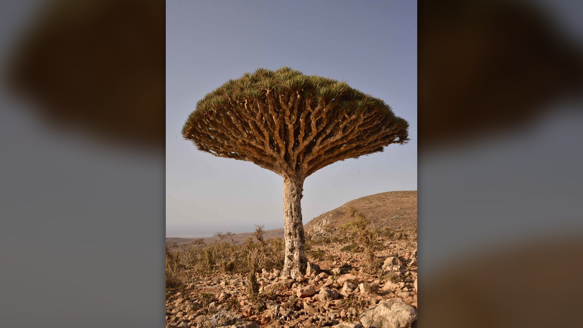 26. Socotra