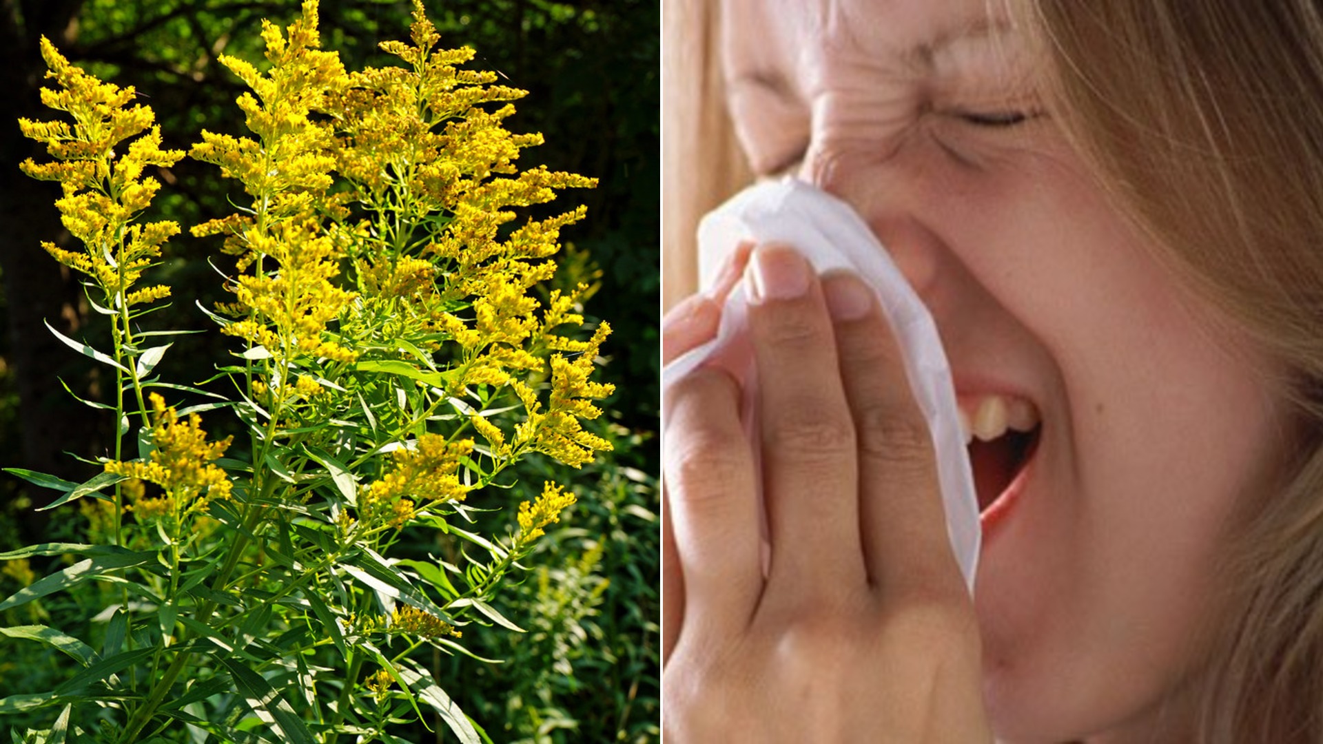 The Worst US Cities for Fall Allergies in 2026: Do You Live in One?