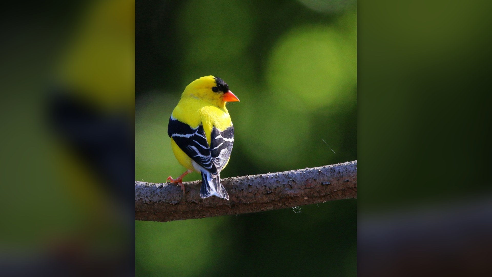 America's most searched-for birds and where to spot them