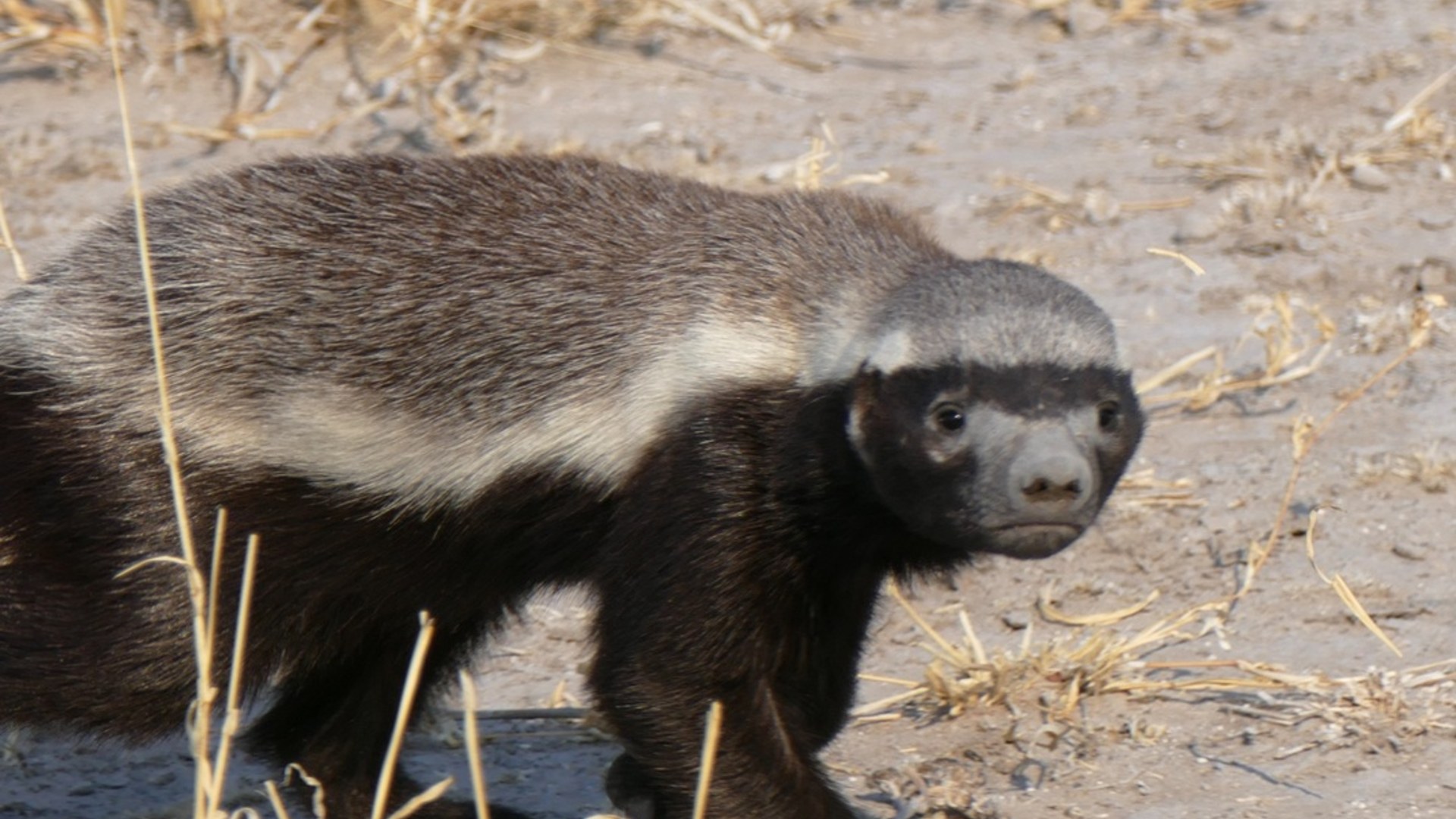 Honey badger foraging alone on dry ground