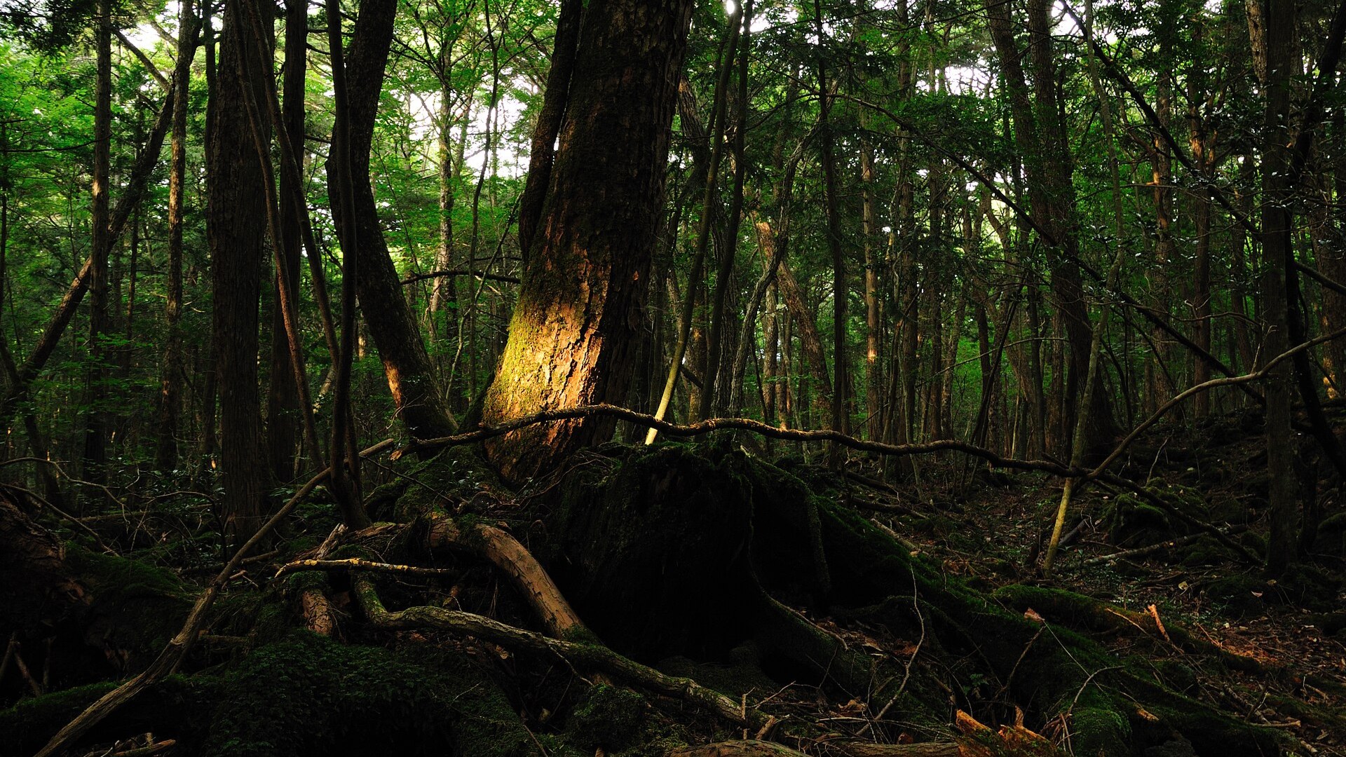 Dense moss-covered tree roots sprawling across dark volcanic rock in Aokigahara Forest