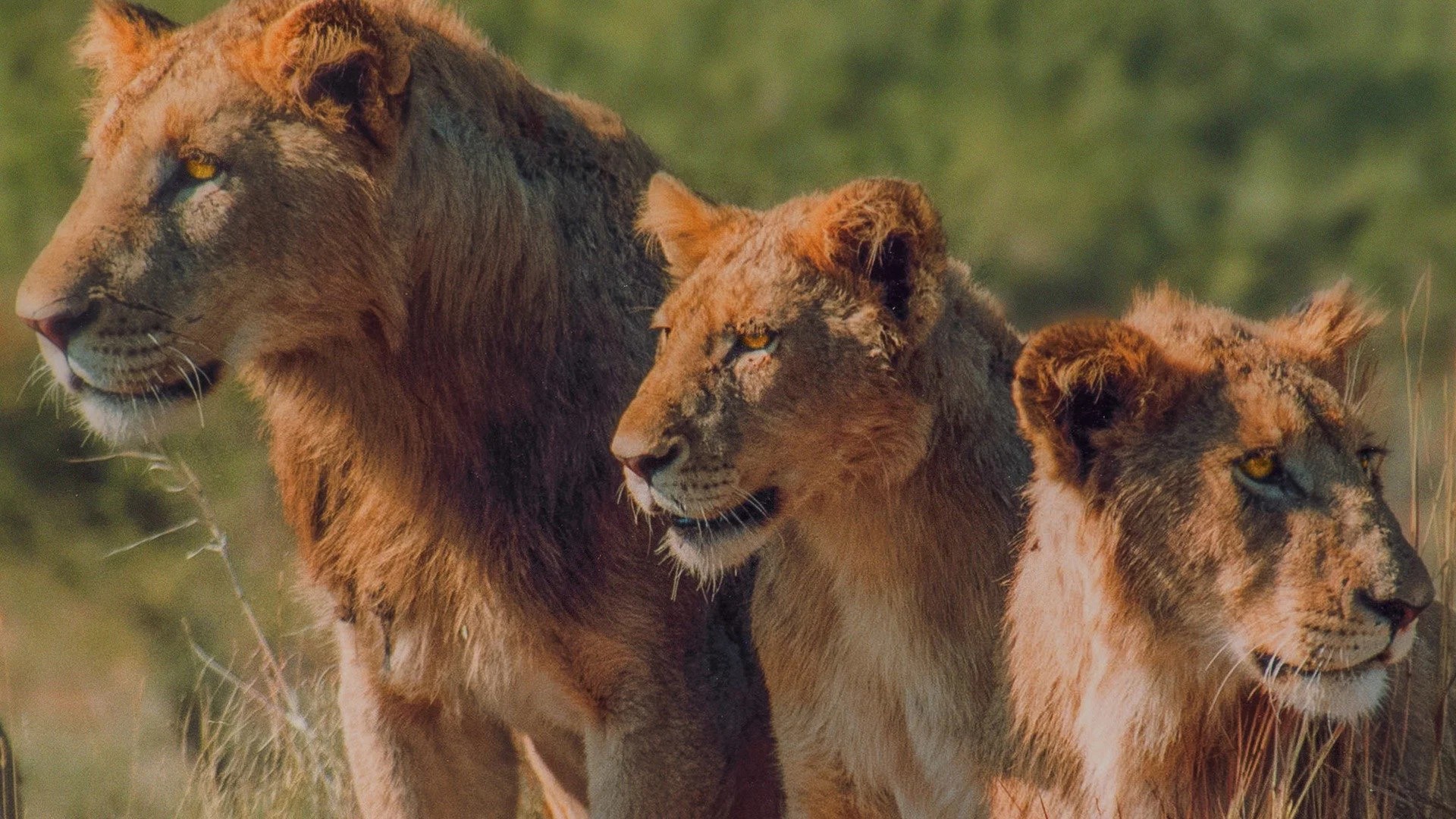 13 Fierce Predatory Animals That Rarely Attack Humans