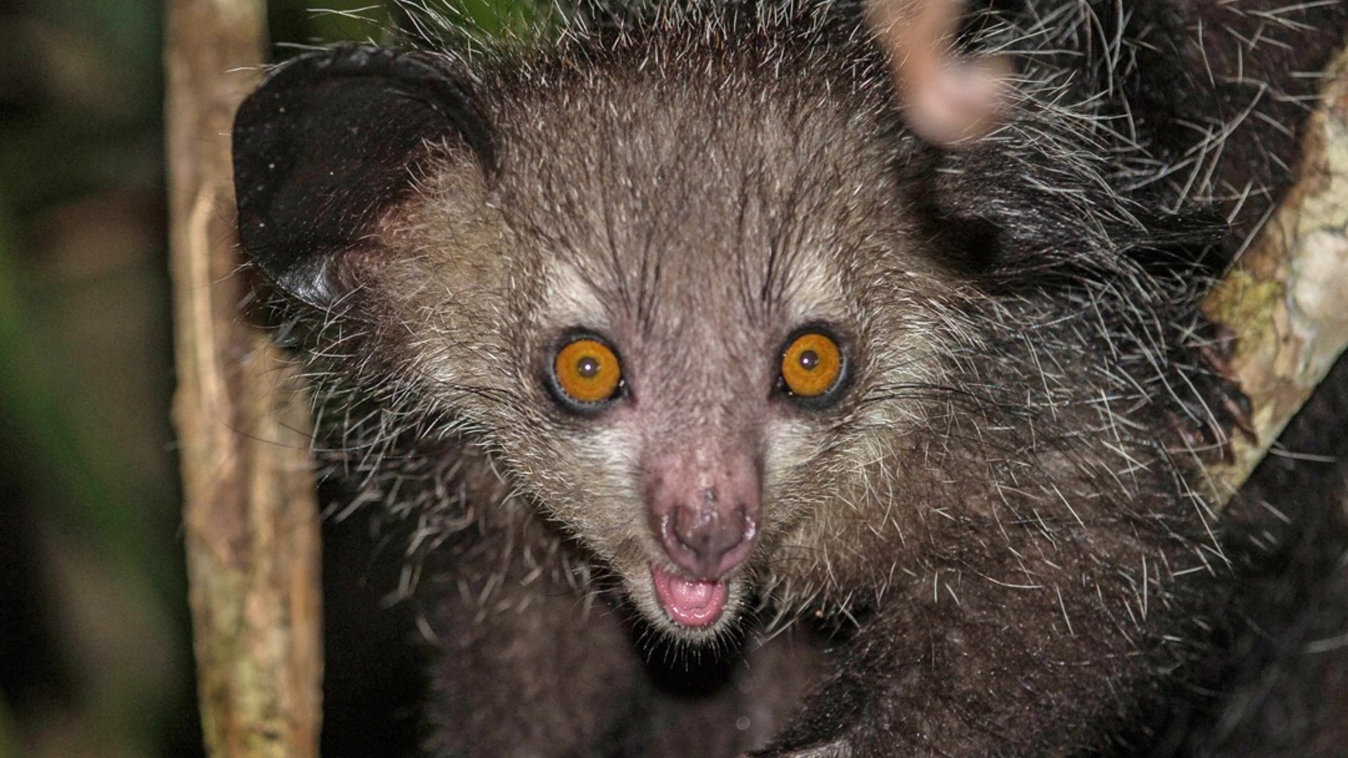 Aye-aye clinging to a tree branch with large amber eyes