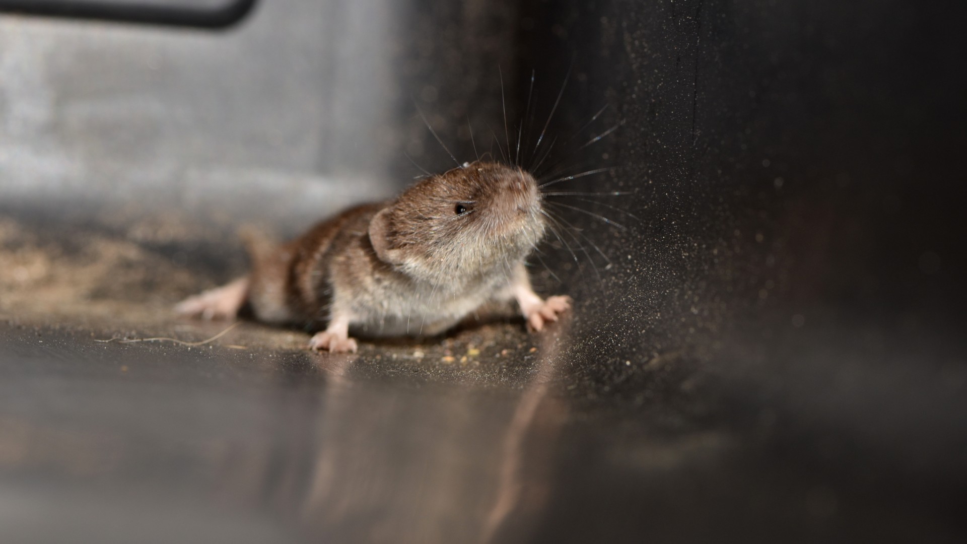 Etruscan shrew tiny mammal on soil