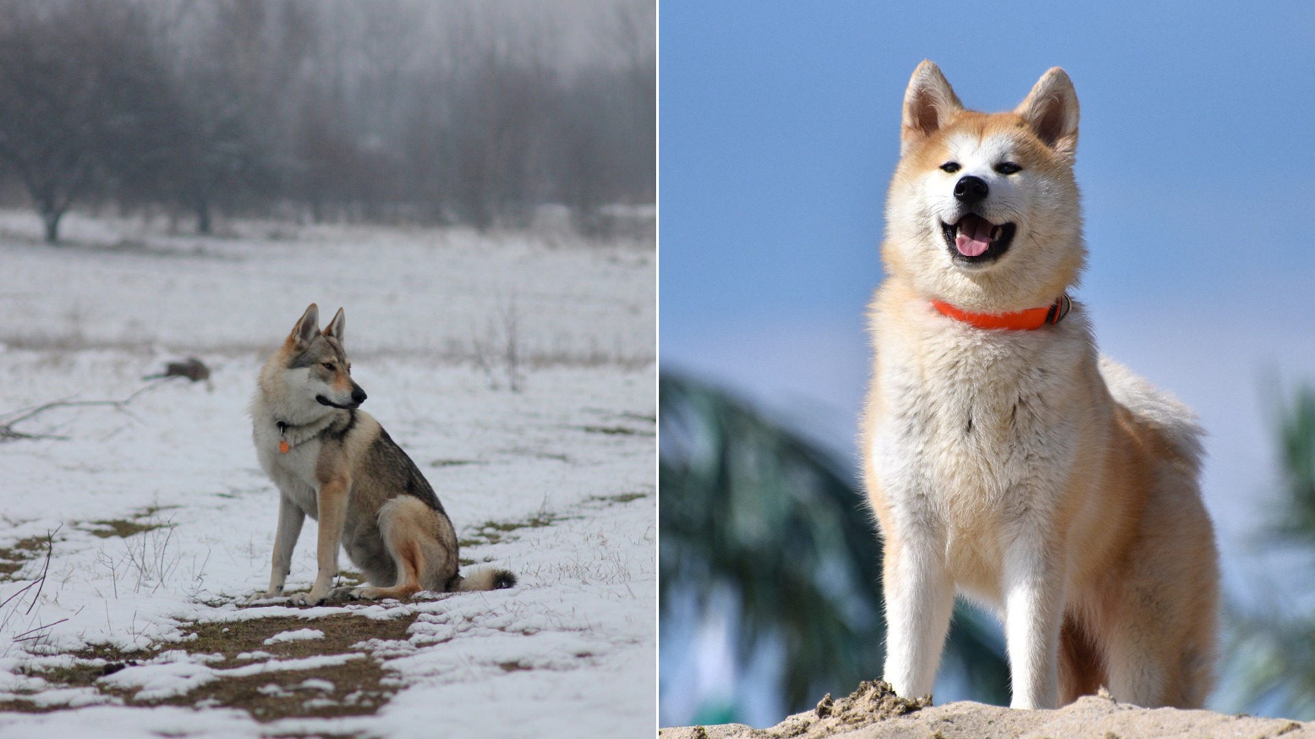 Dog Breeds That Are Genetically Closest to Wolves