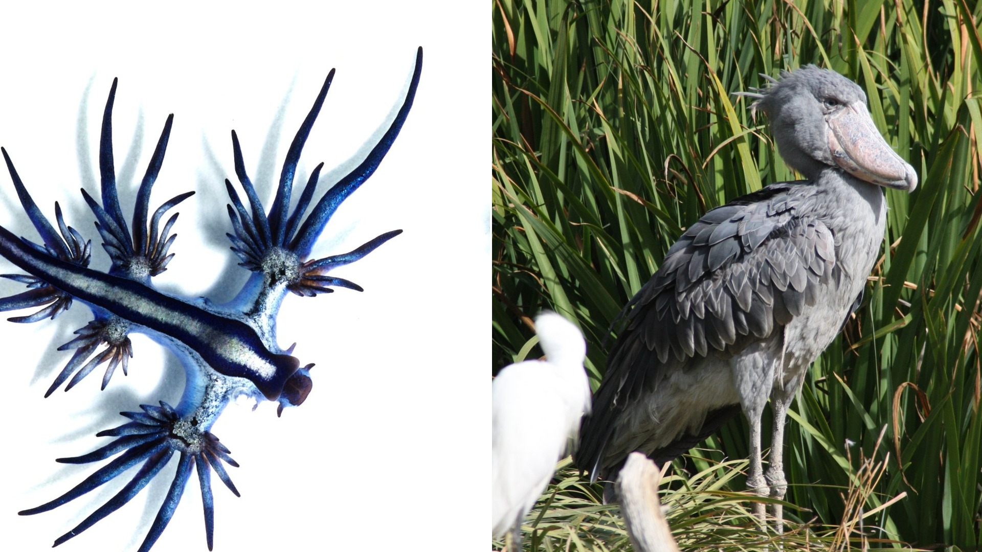 12 Real Animals Animals That Look Like They Were Invented