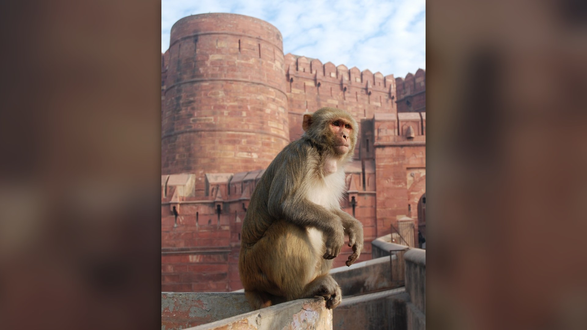 2. The Jaipur Murder Evidence Monkey