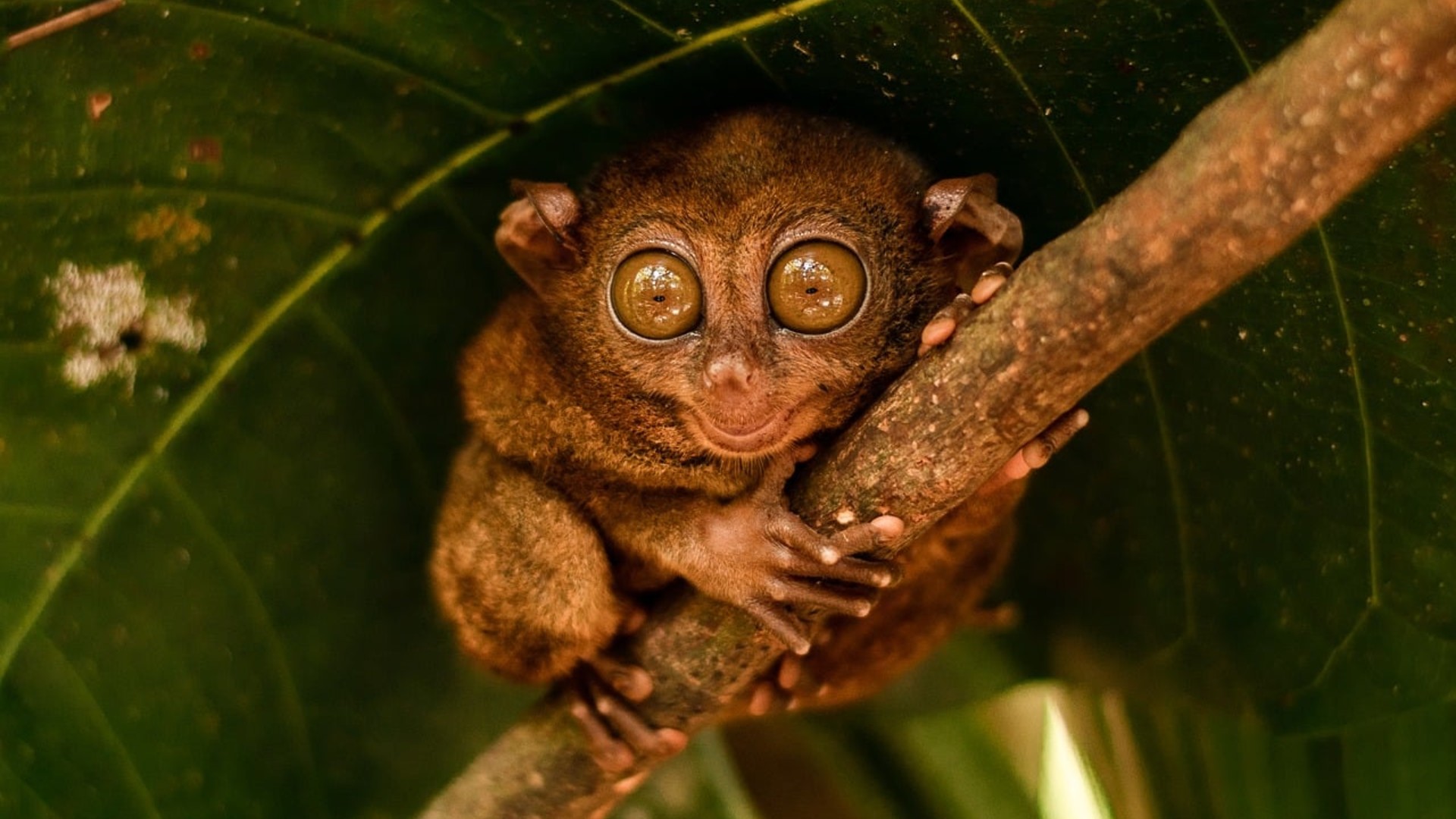 Philippine tarsier clinging to bamboo stalk