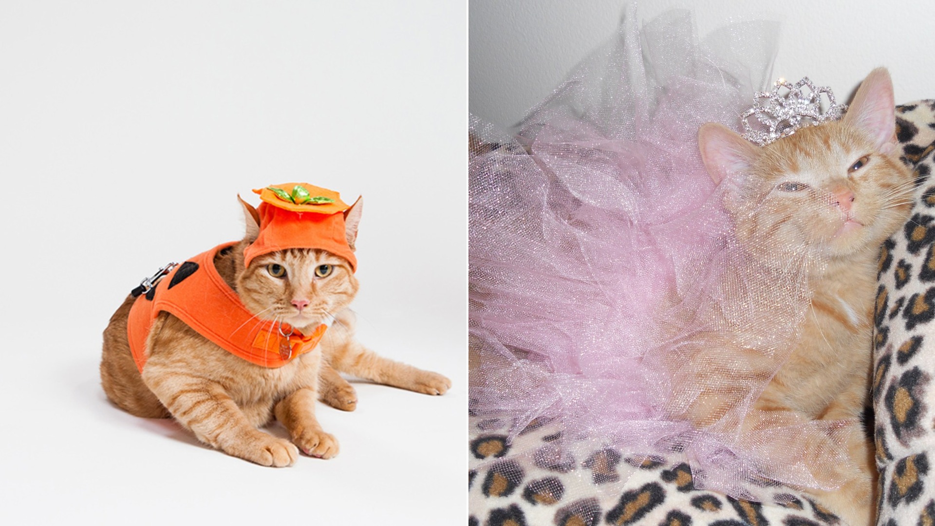 Which of These 19 Feline Costumes Deserves First Place? Swipe to Decide!