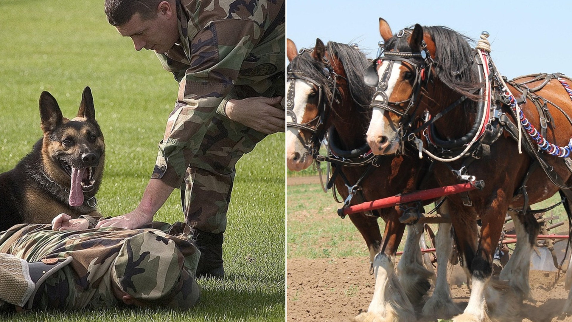 15 Animals with Tougher Jobs Than You