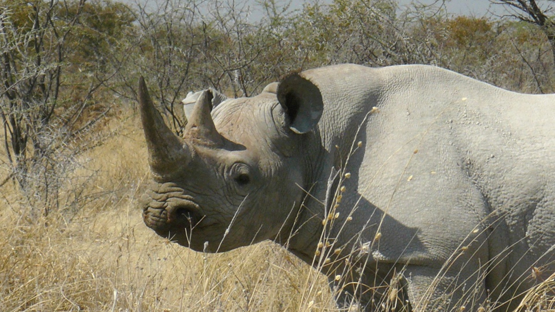 Black rhinoceros standing solitary in dry savannah