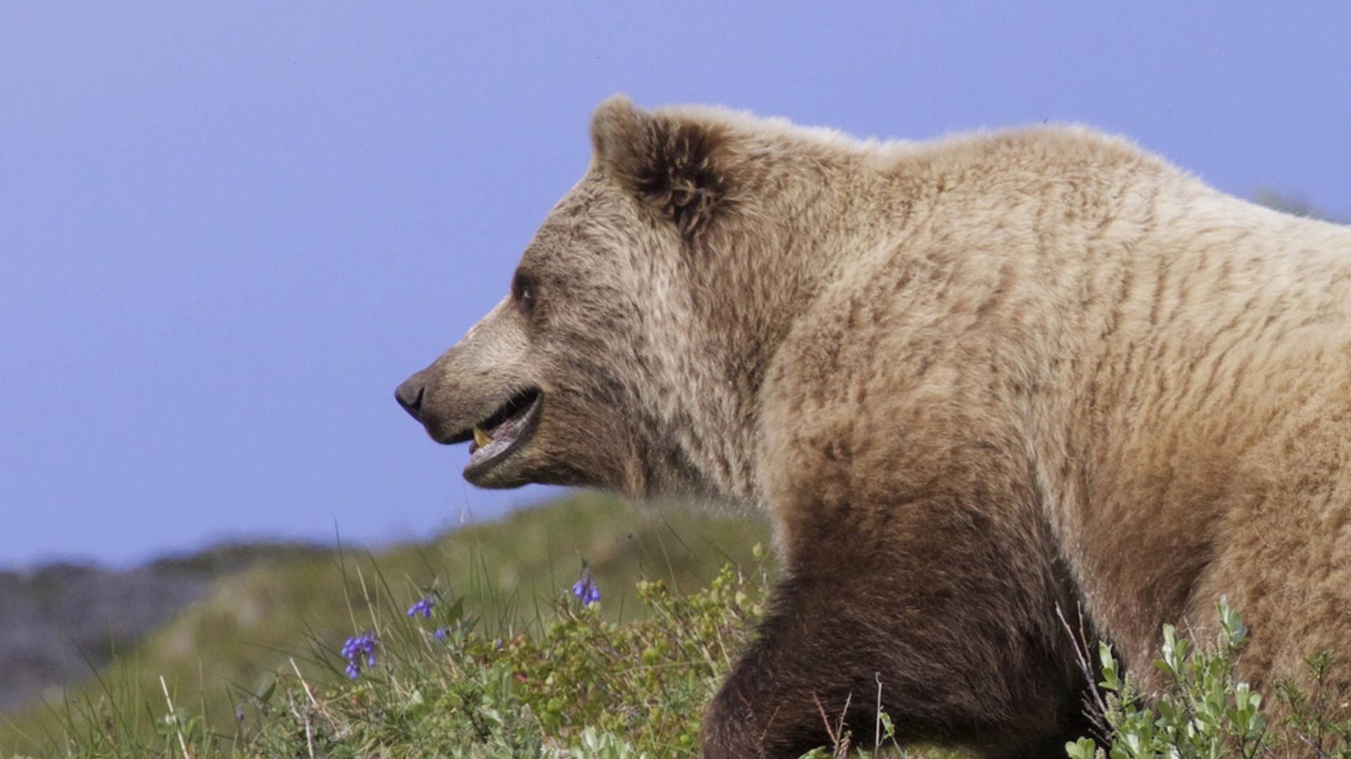 Grizzly bear running in a wilderness habitat