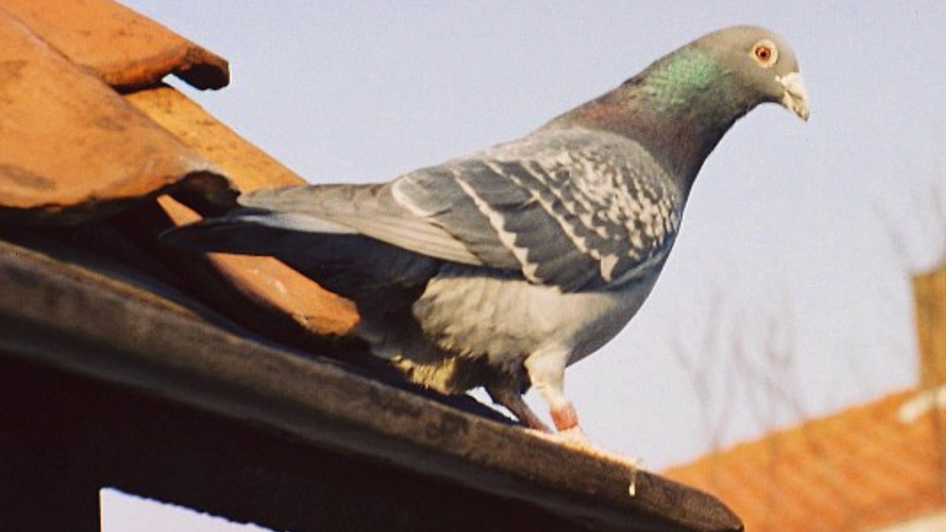 12. The Border Spy Pigeons Of Punjab