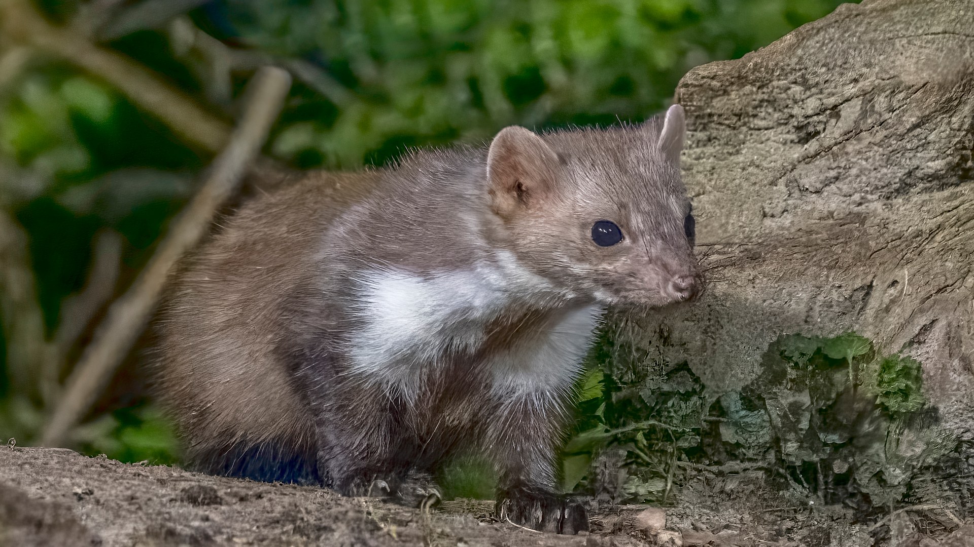 5. The CERN Large Hadron Collider Weasel