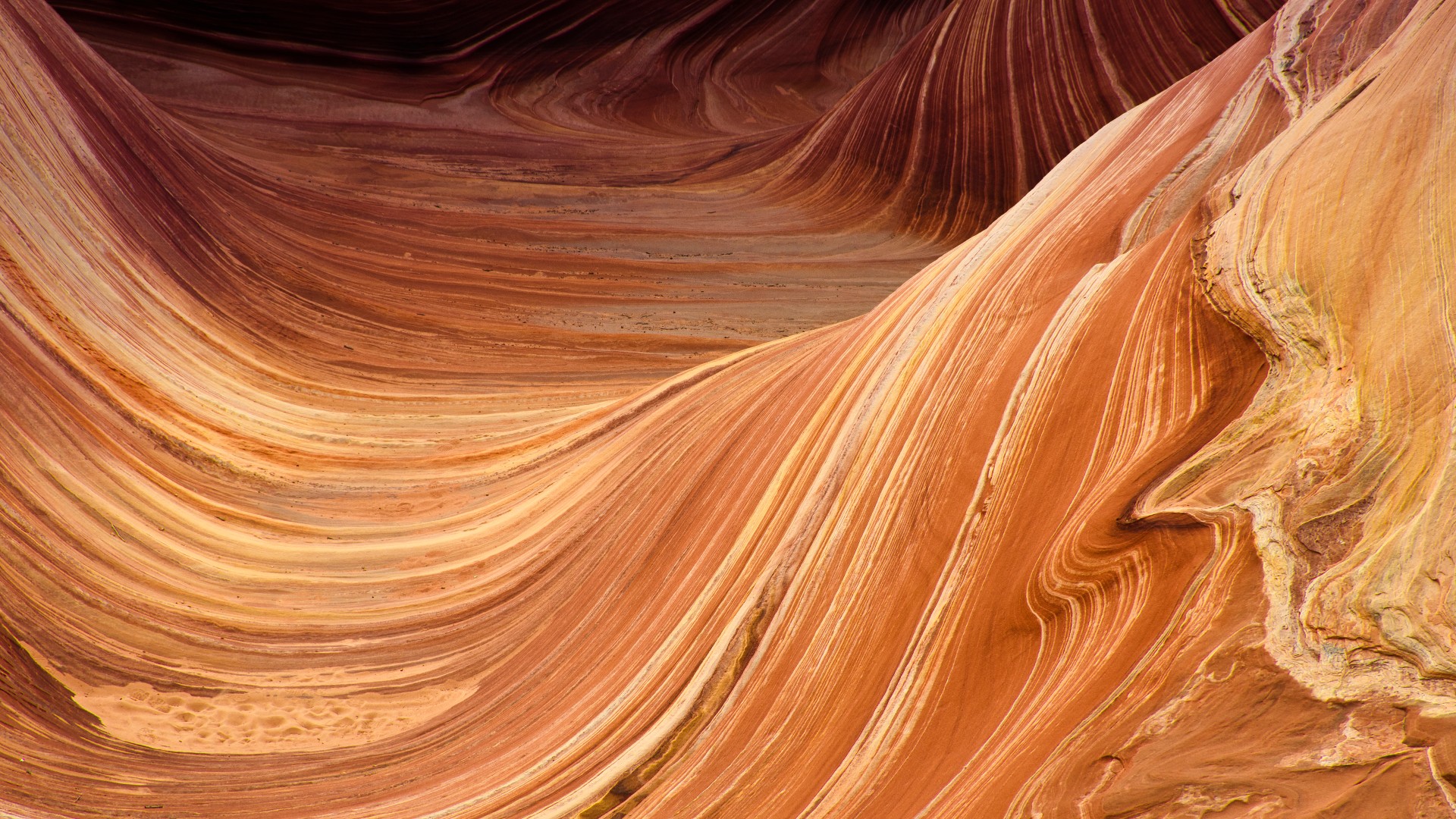 Swirling orange and red striated Navajo sandstone troughs of The Wave in Coyote Buttes, Arizona.