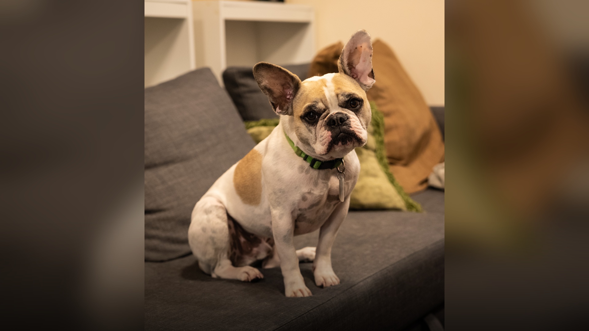 A French bulldog tilting its head with an inquisitive expression.