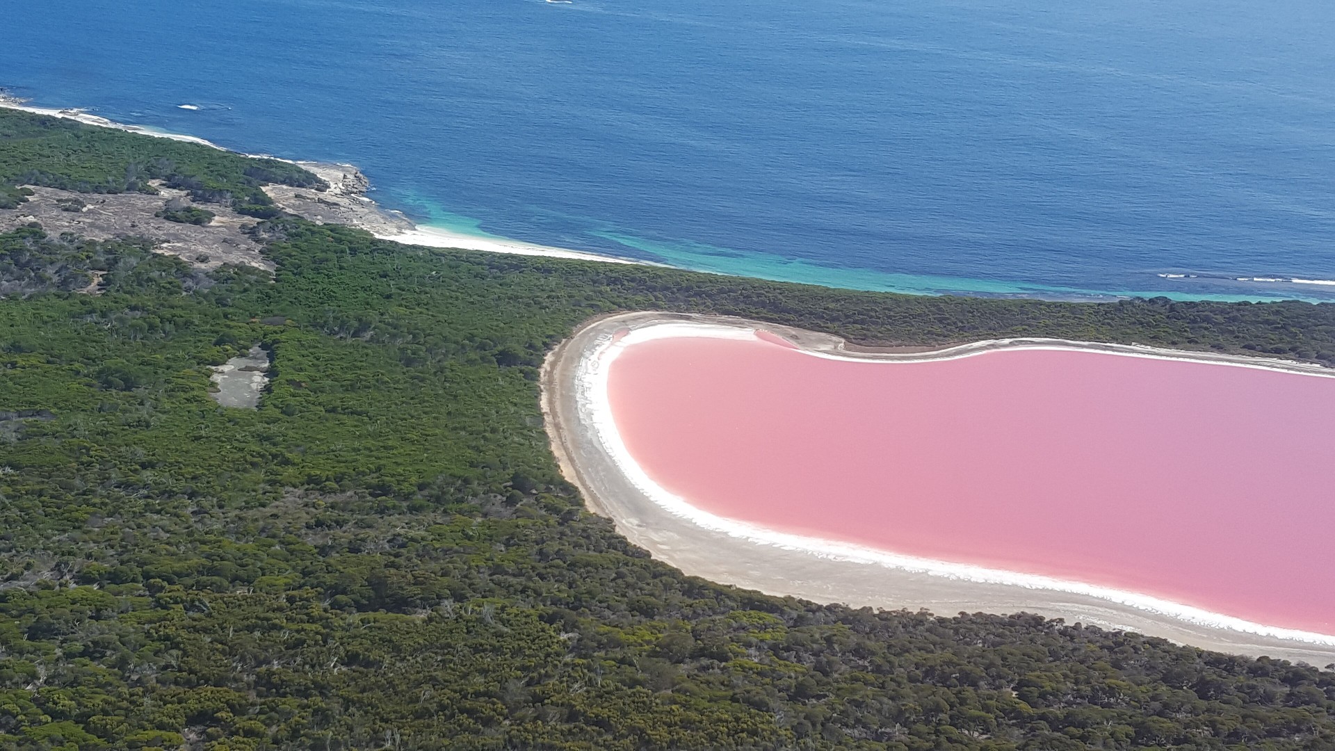 Aerial view of the bright pink waters of Lake Hillier bordered by green forest and the blue ocean in Western Australia.
