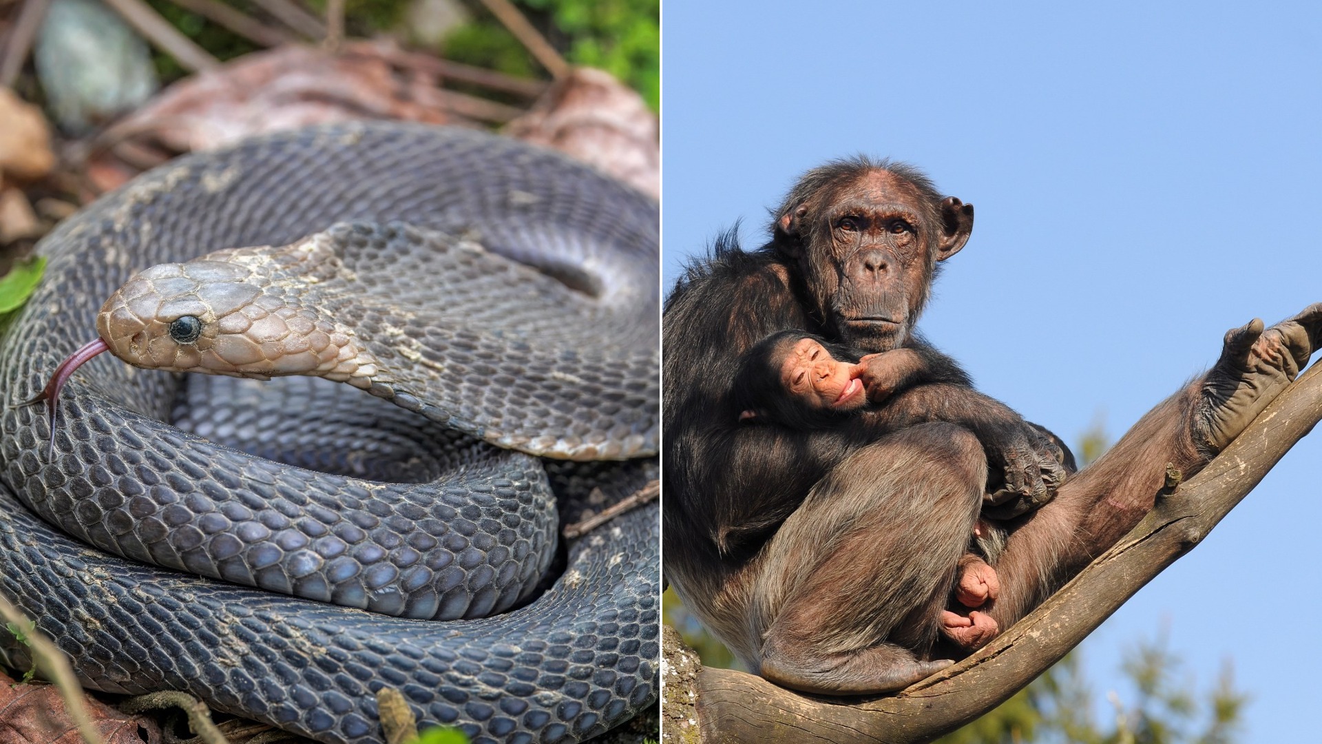 Animals Men Think They Could Beat in a Fight