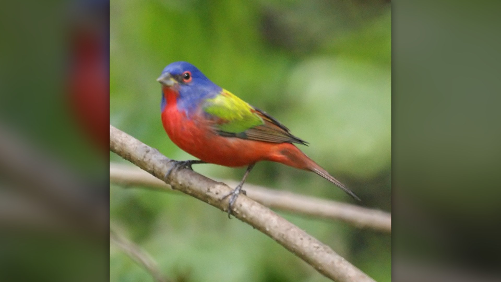 Male Painted Bunting in full rainbow plumage.