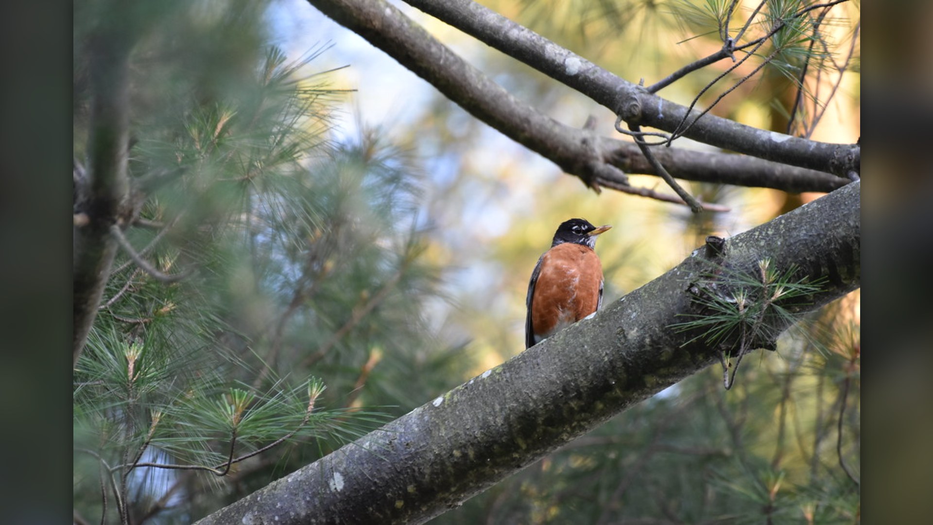 American Robin foraging in grass.