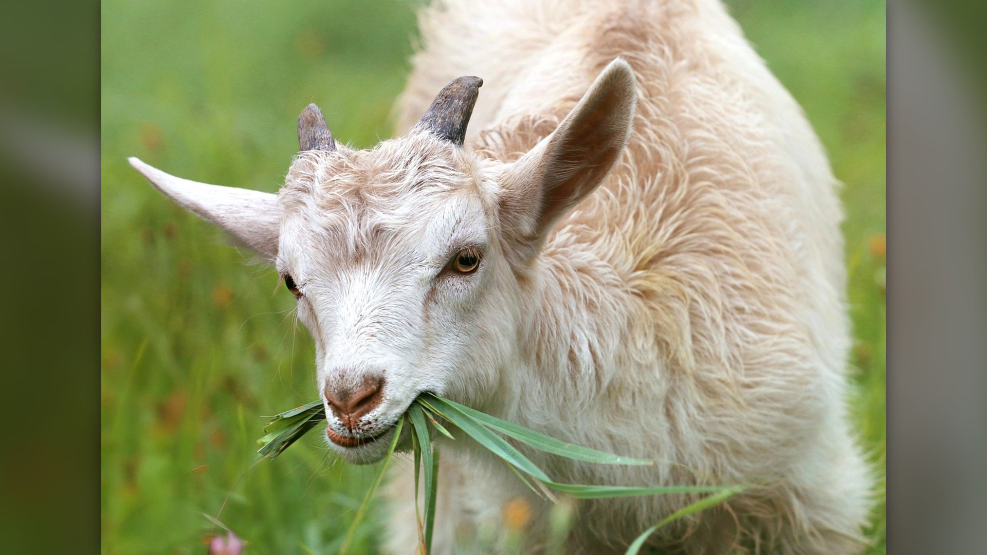 Landscape photograph of a horned goat grazing on dry hillside brush and grass