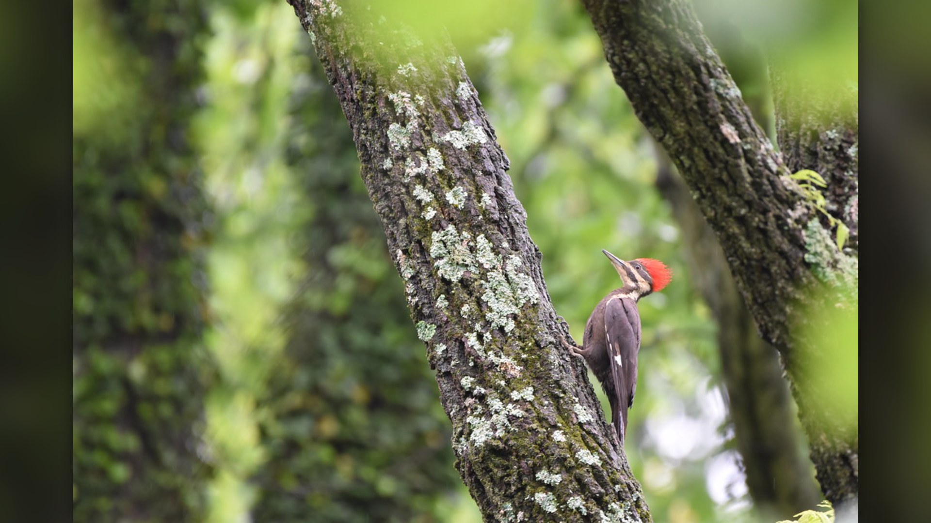 Pileated Woodpecker with bright red crest clinging to tree trunk.