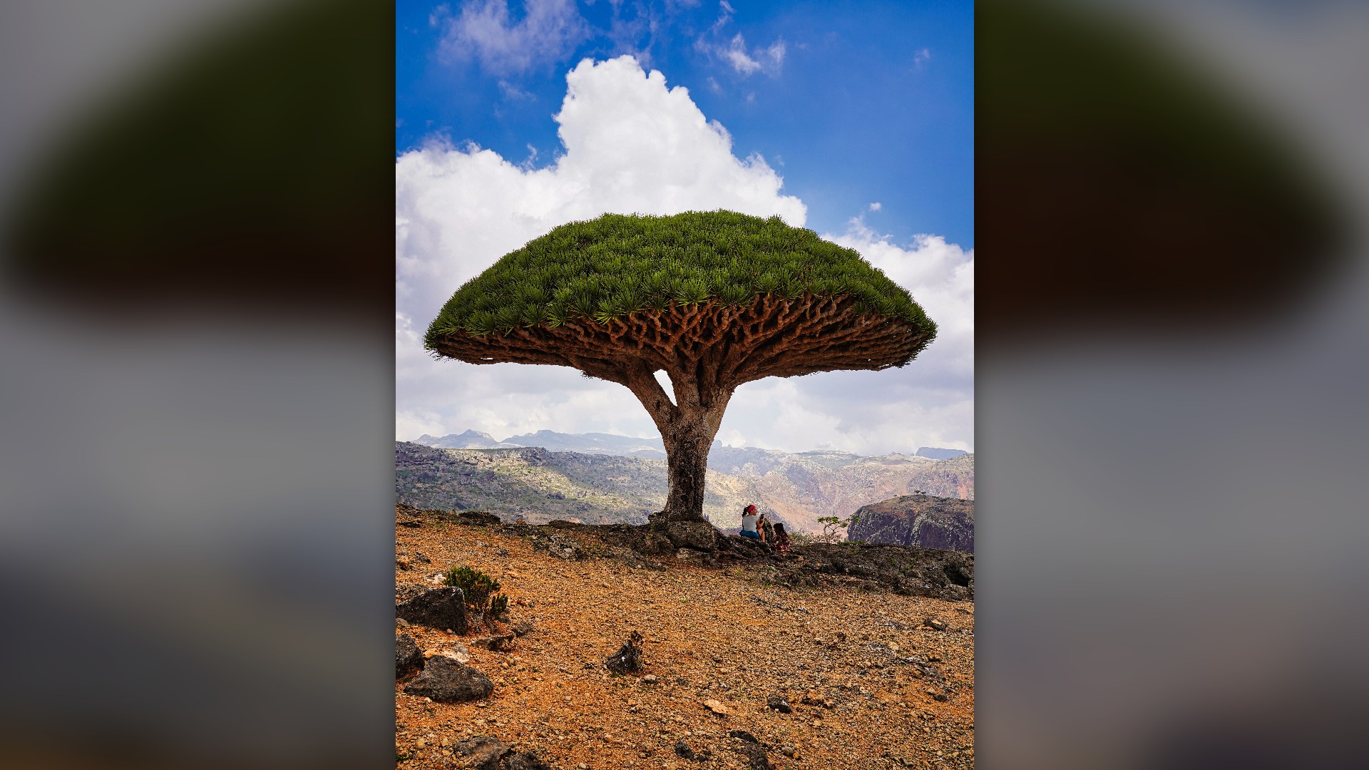 Close view of a mushroom-shaped Dragon's Blood Tree standing against blue sky on Socotra Island, Yemen.