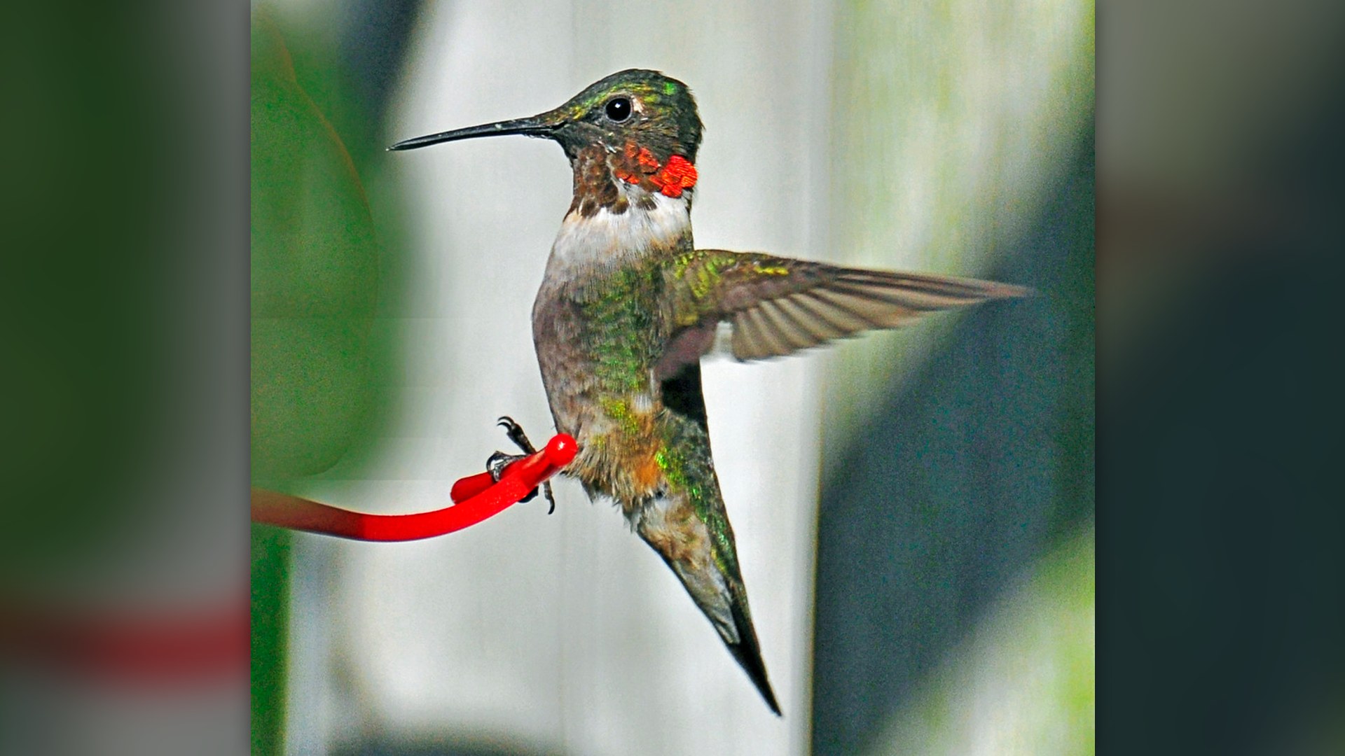 Male Ruby-throated Hummingbird with iridescent gorget.
