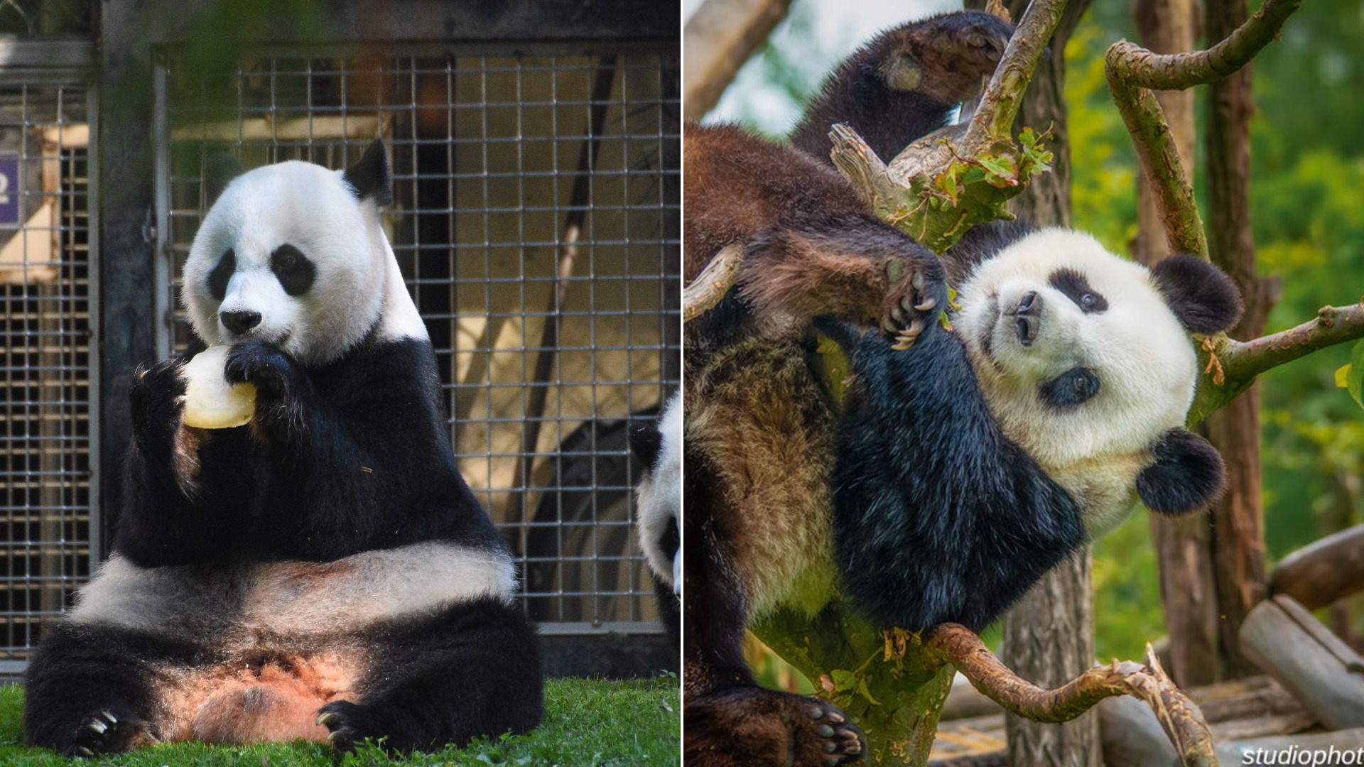 15 Amusing Facts About Pandas You Might Not Know