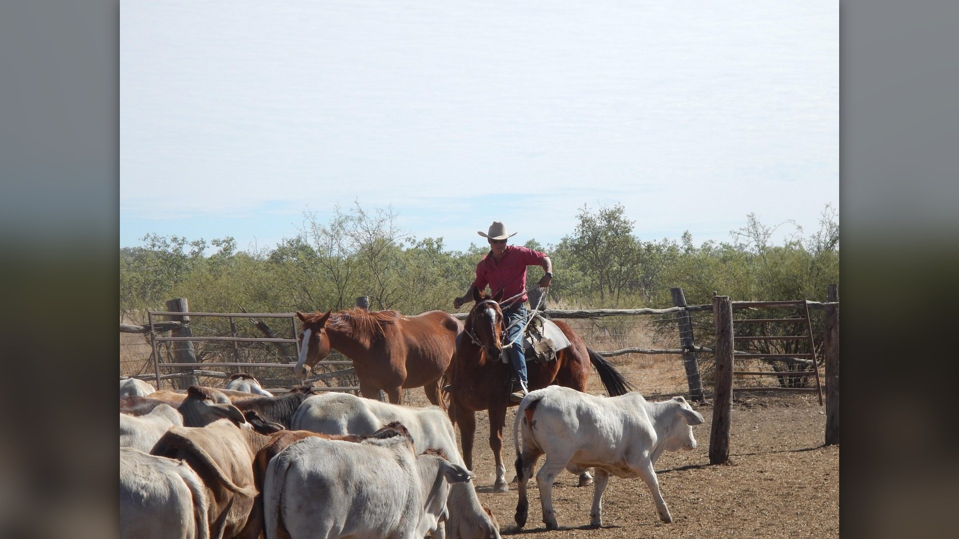 Landscape photograph of a mounted ranch cowboy on a working horse riding across open ranch country
