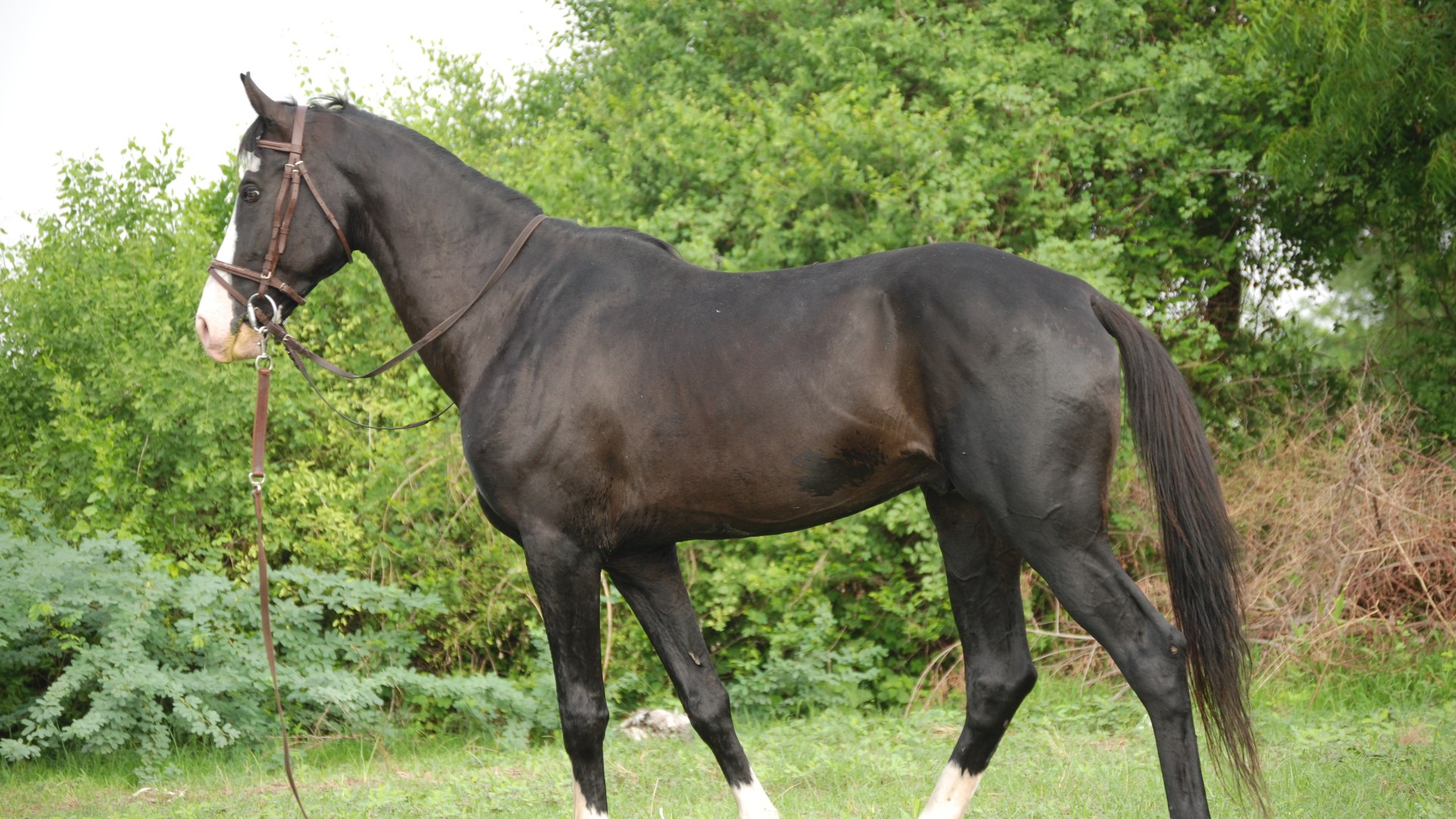 8. Marwari Horse