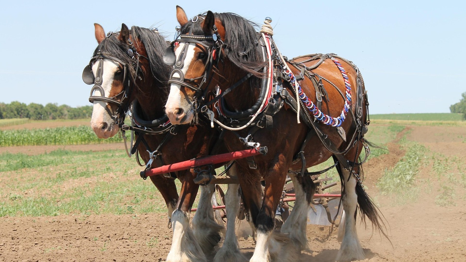 Landscape photograph of a team of Clydesdale draft horses in harness plowing an American farm field