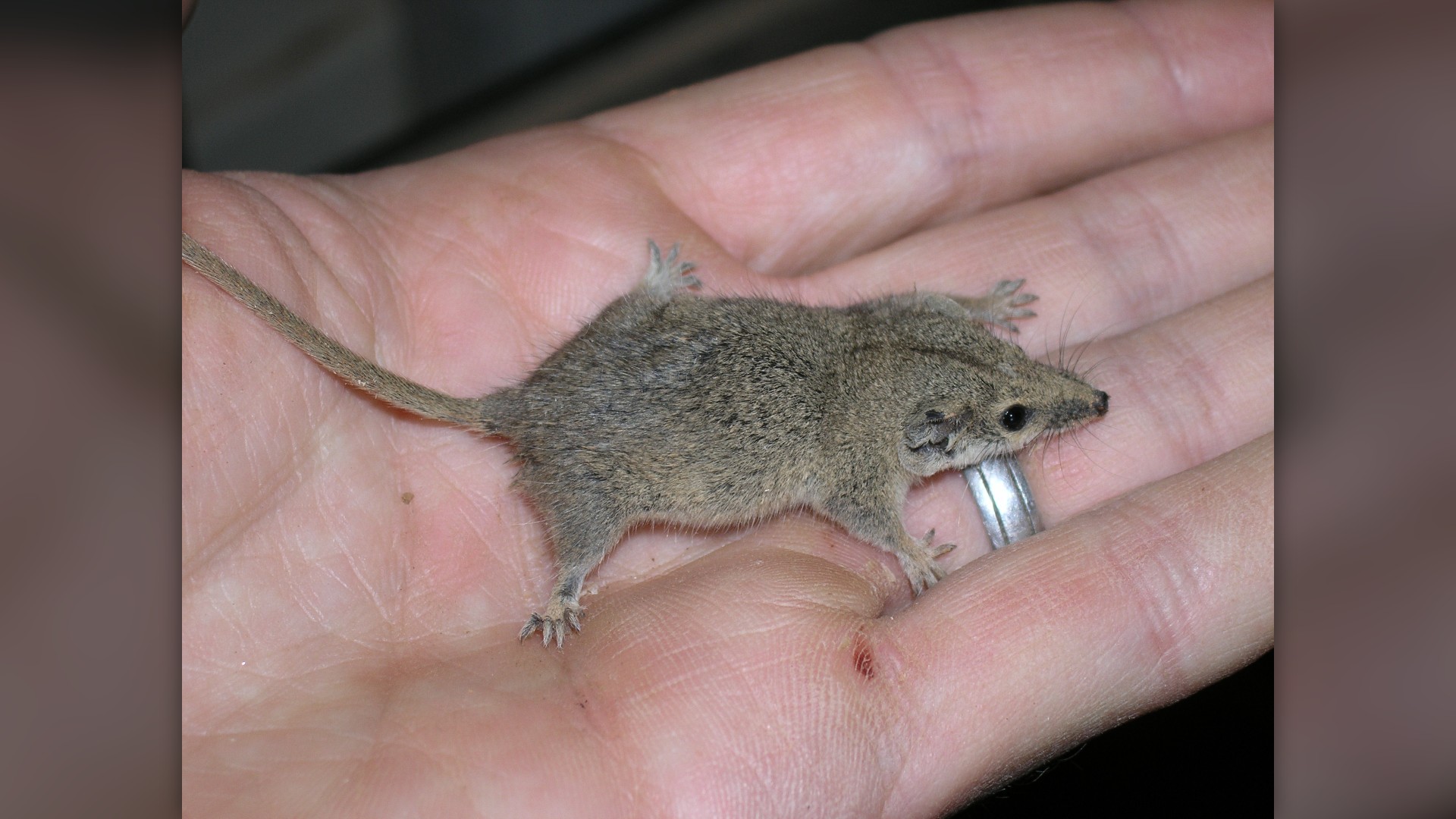Long-tailed planigale marsupial held in hand