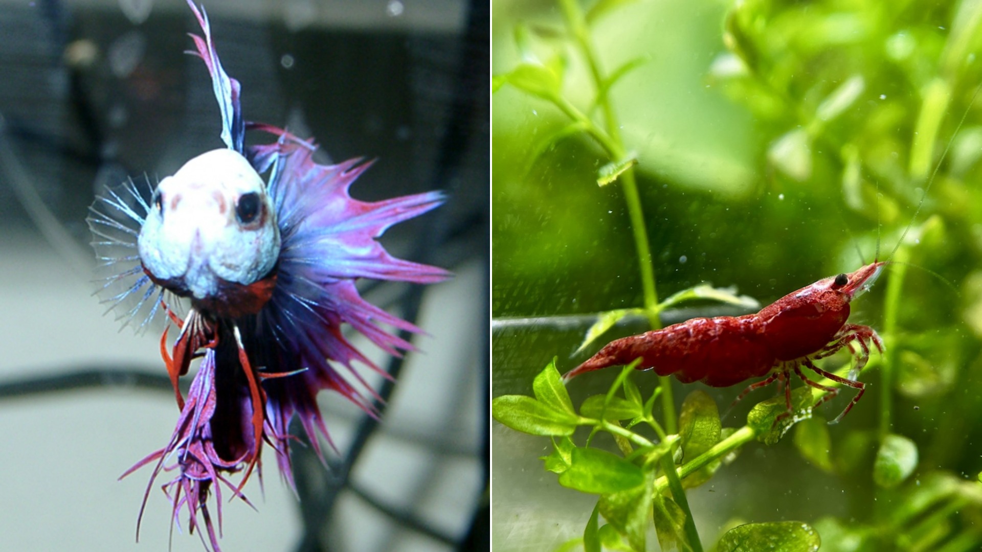 10 Most Low-Maintenance Pets, Ranked