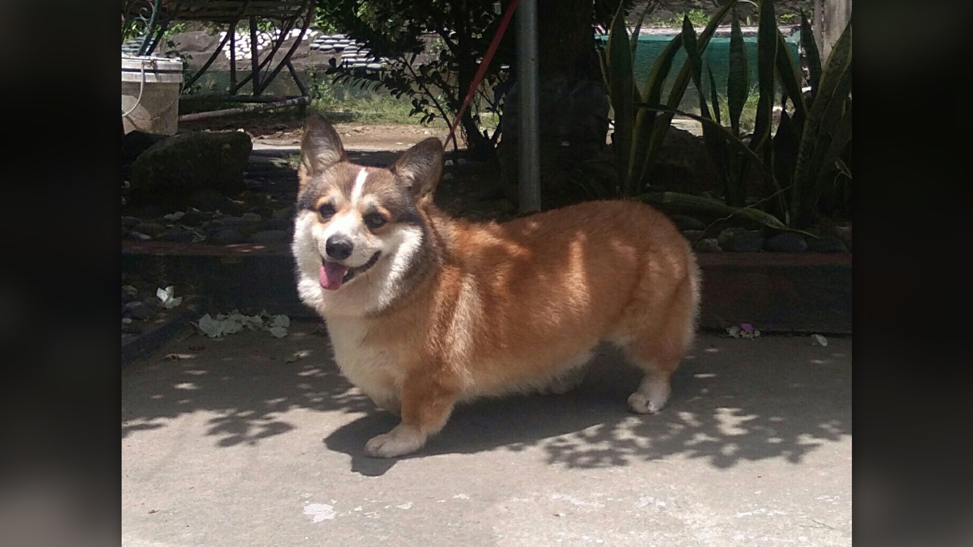 4. Daisy