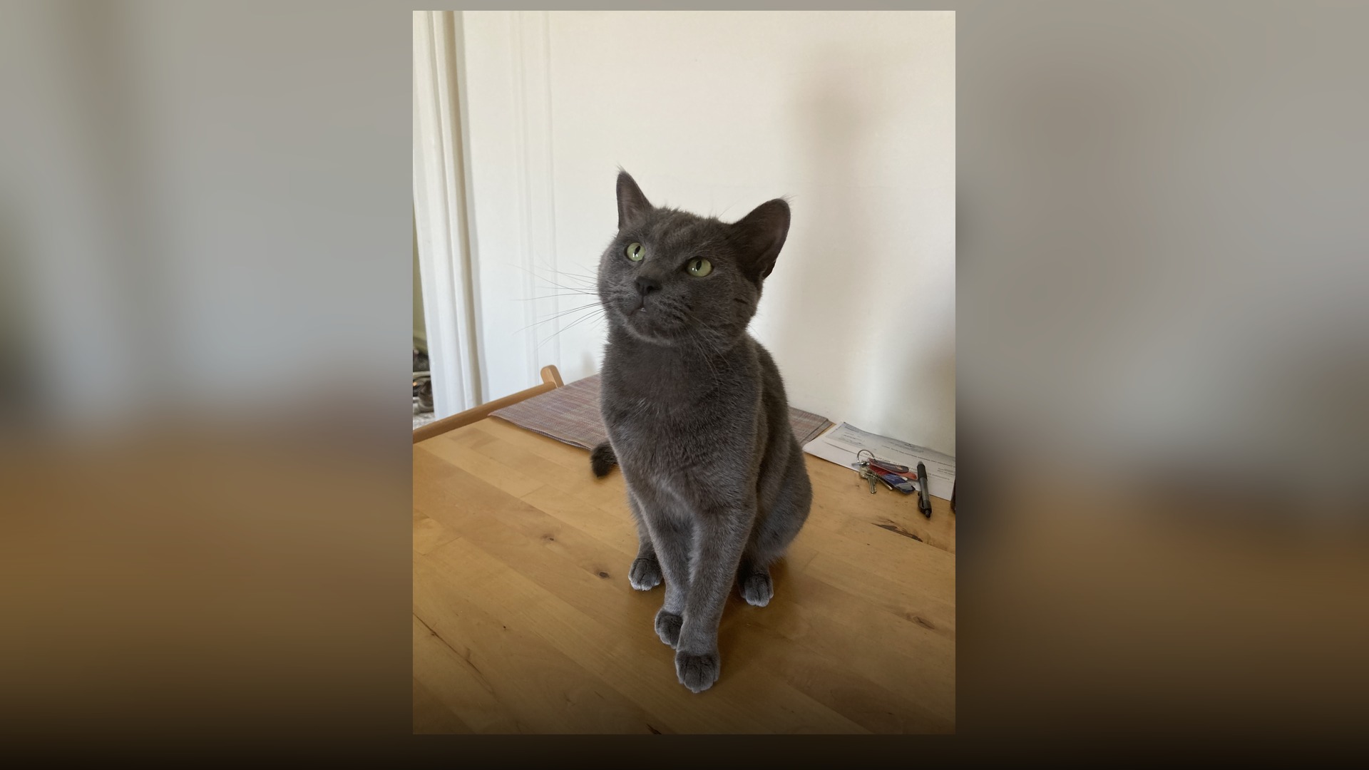 A silvery-blue coated Russian Blue cat with striking green eyes gazing upwards.