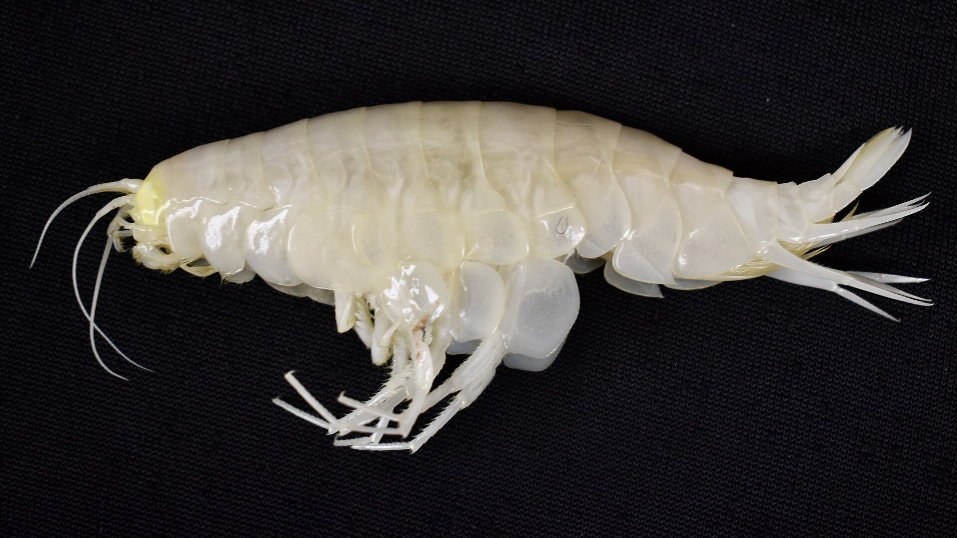 Macro photograph of an armored supergiant amphipod foraging on the deep sea floor.