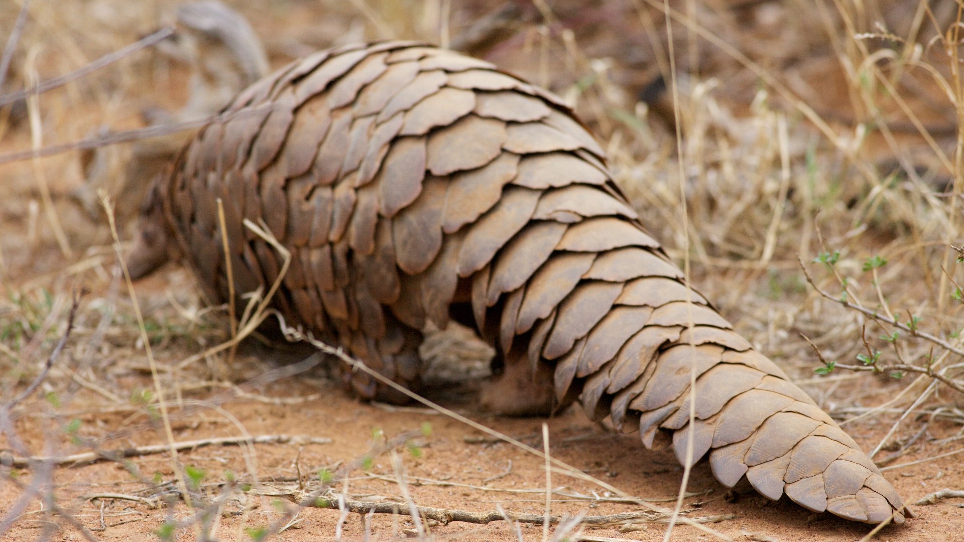 12. Scaled Ground Pangolin