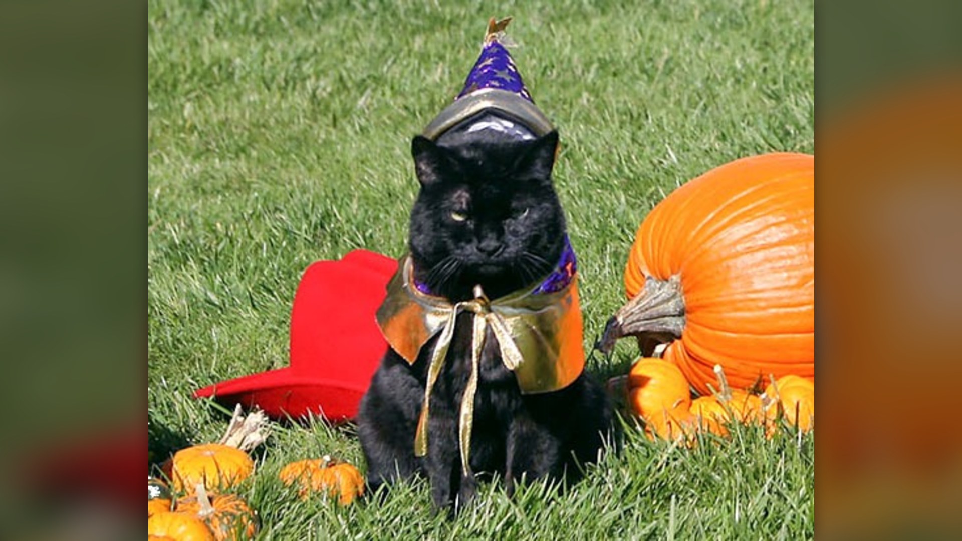 White House black cat India posing on the South Lawn in 2007