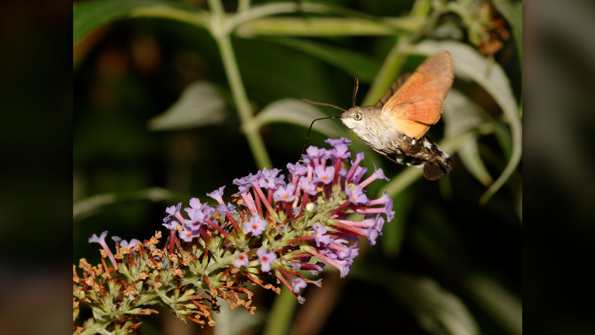 20. Hummingbird Hawk-Moth