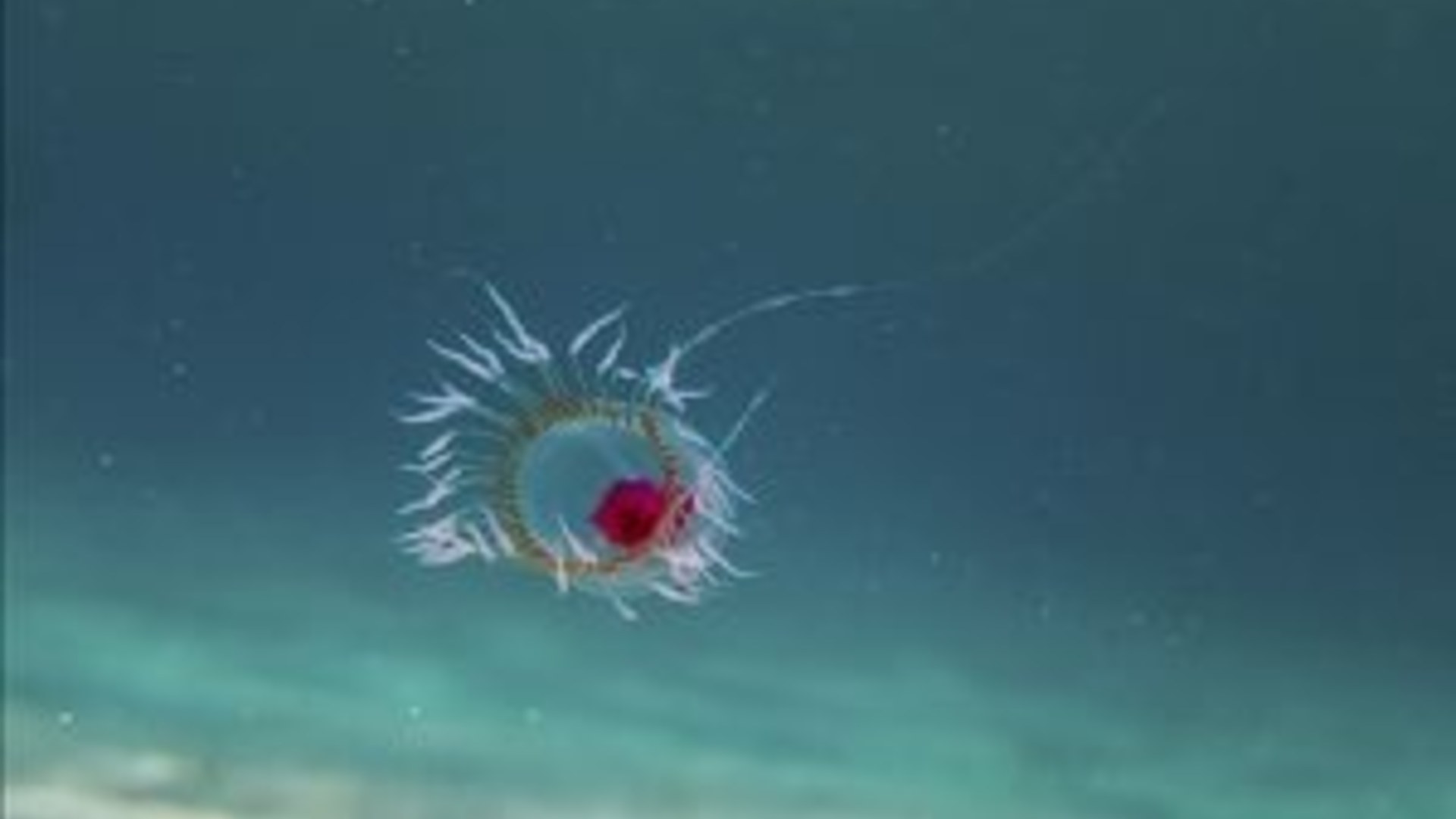 1. Immortal Jellyfish